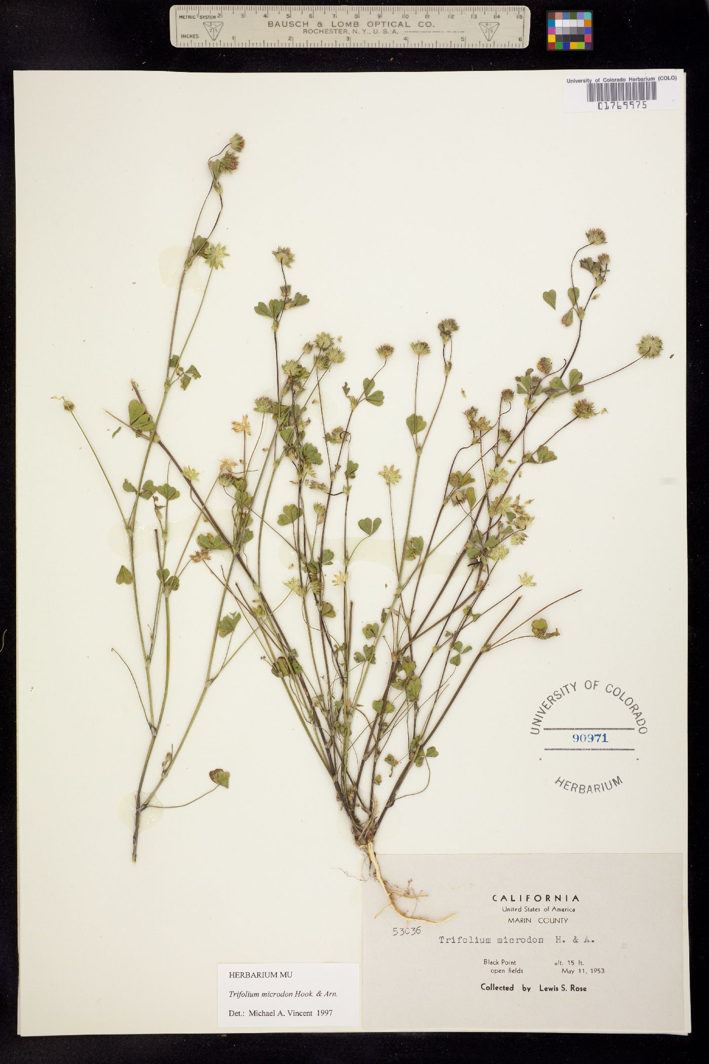 Trifolium microdon image