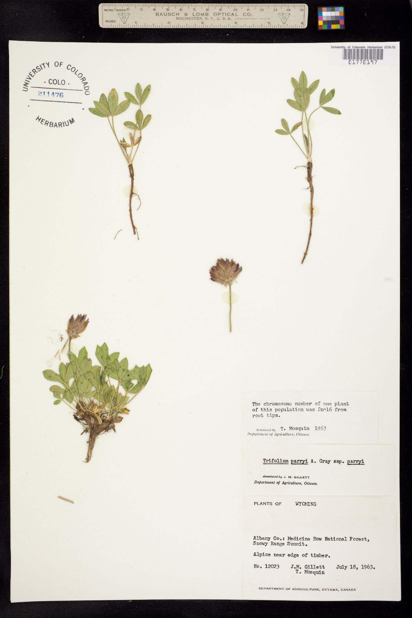 Trifolium parryi ssp. parryi image