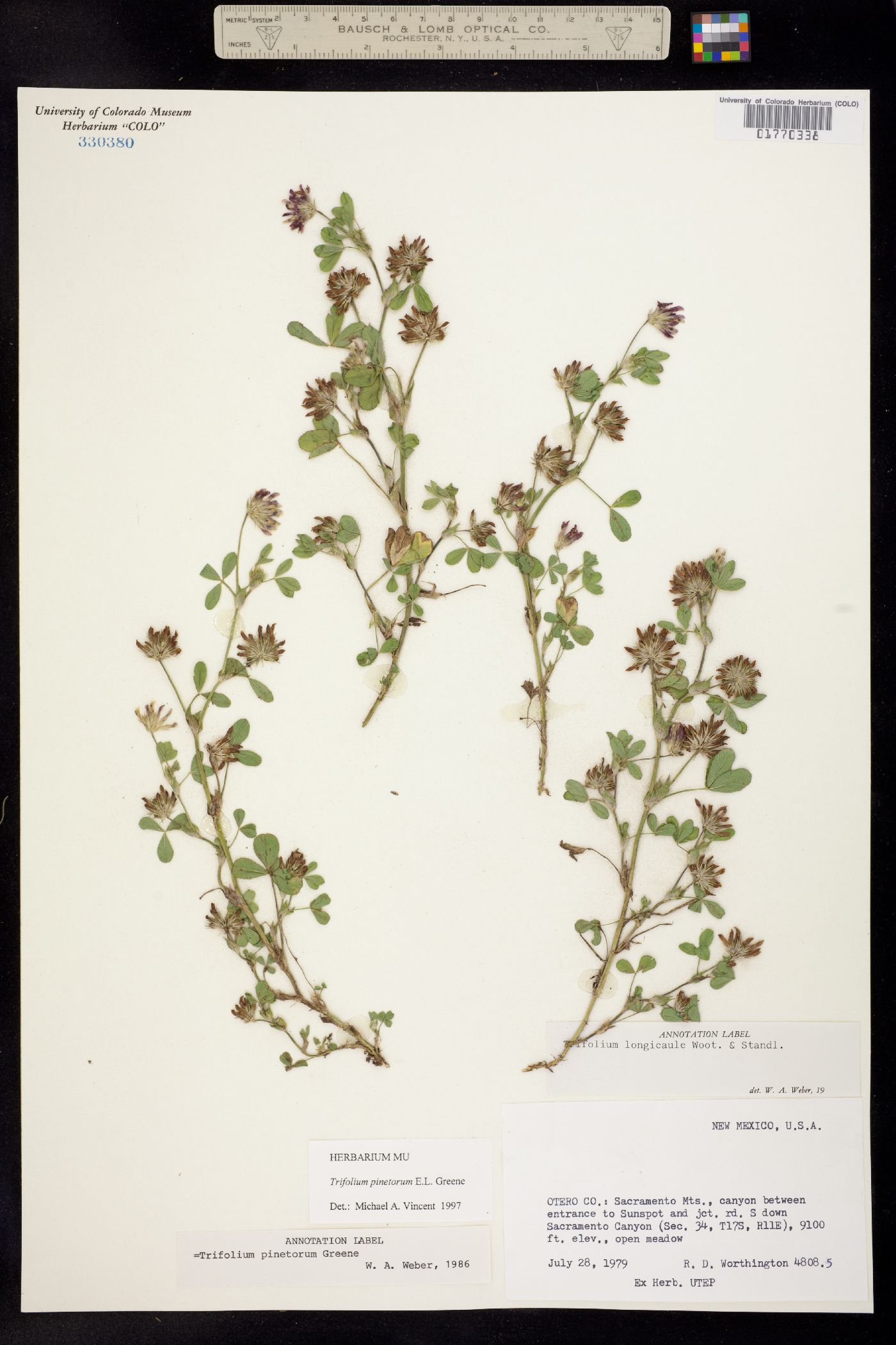 Trifolium pinetorum image