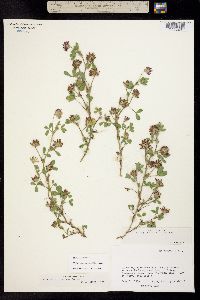 Trifolium pinetorum image