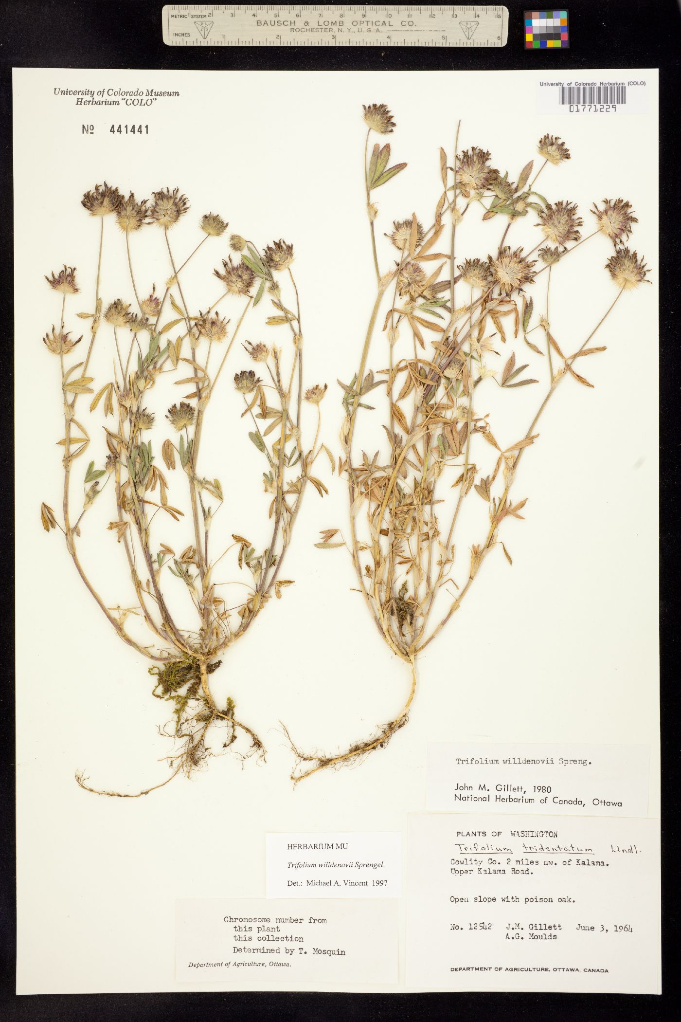 Trifolium willdenovii image