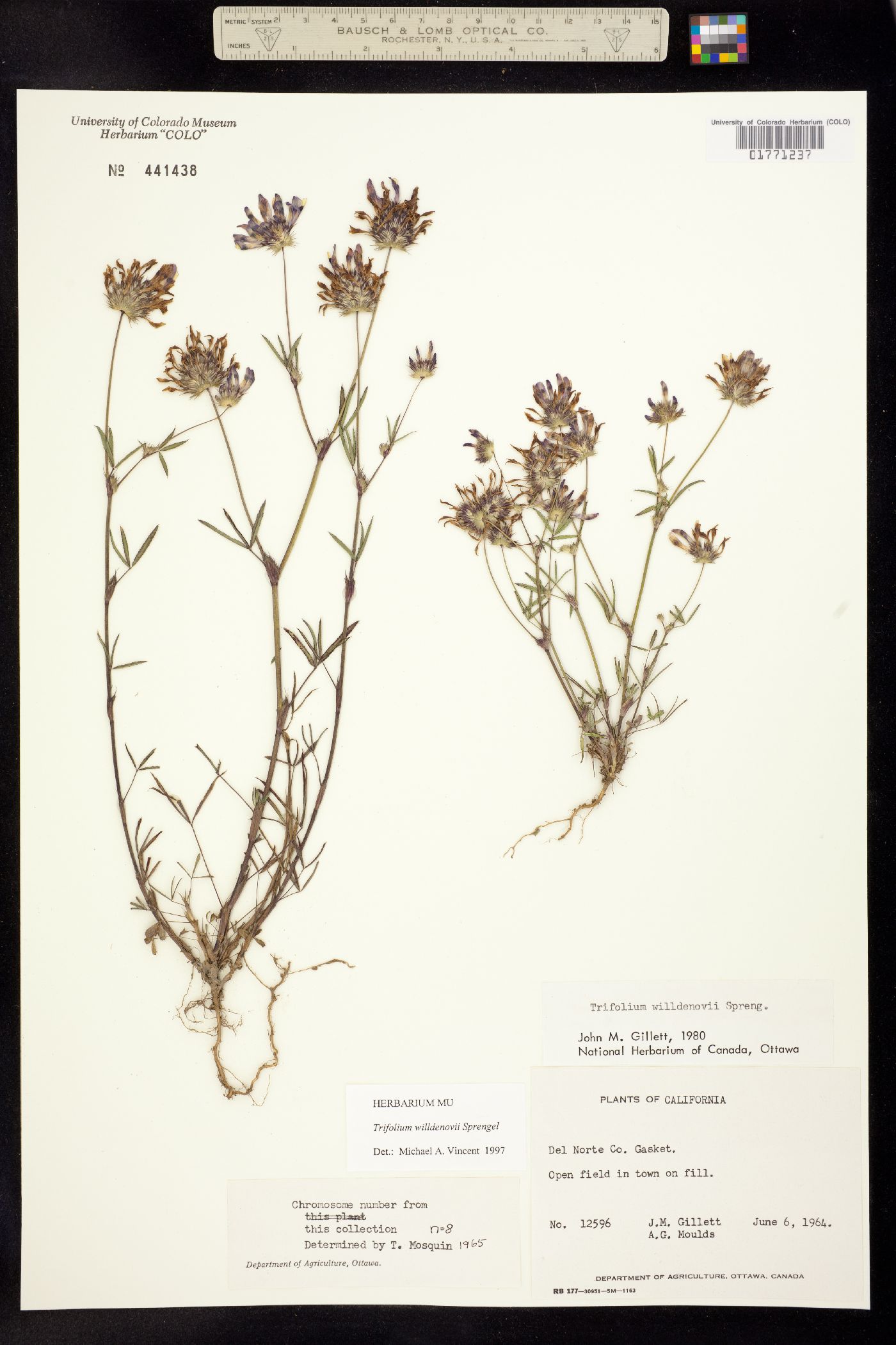 Trifolium willdenovii image