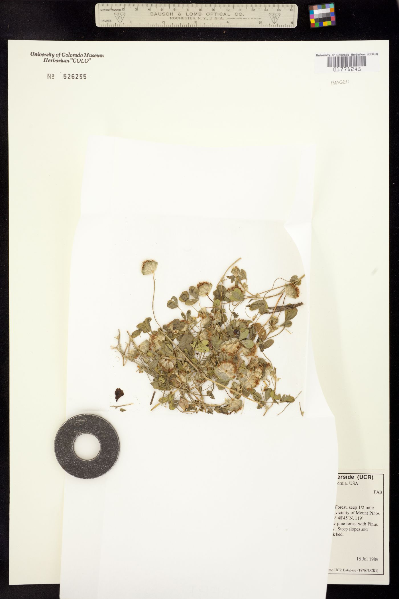 Trifolium wormskioldii image