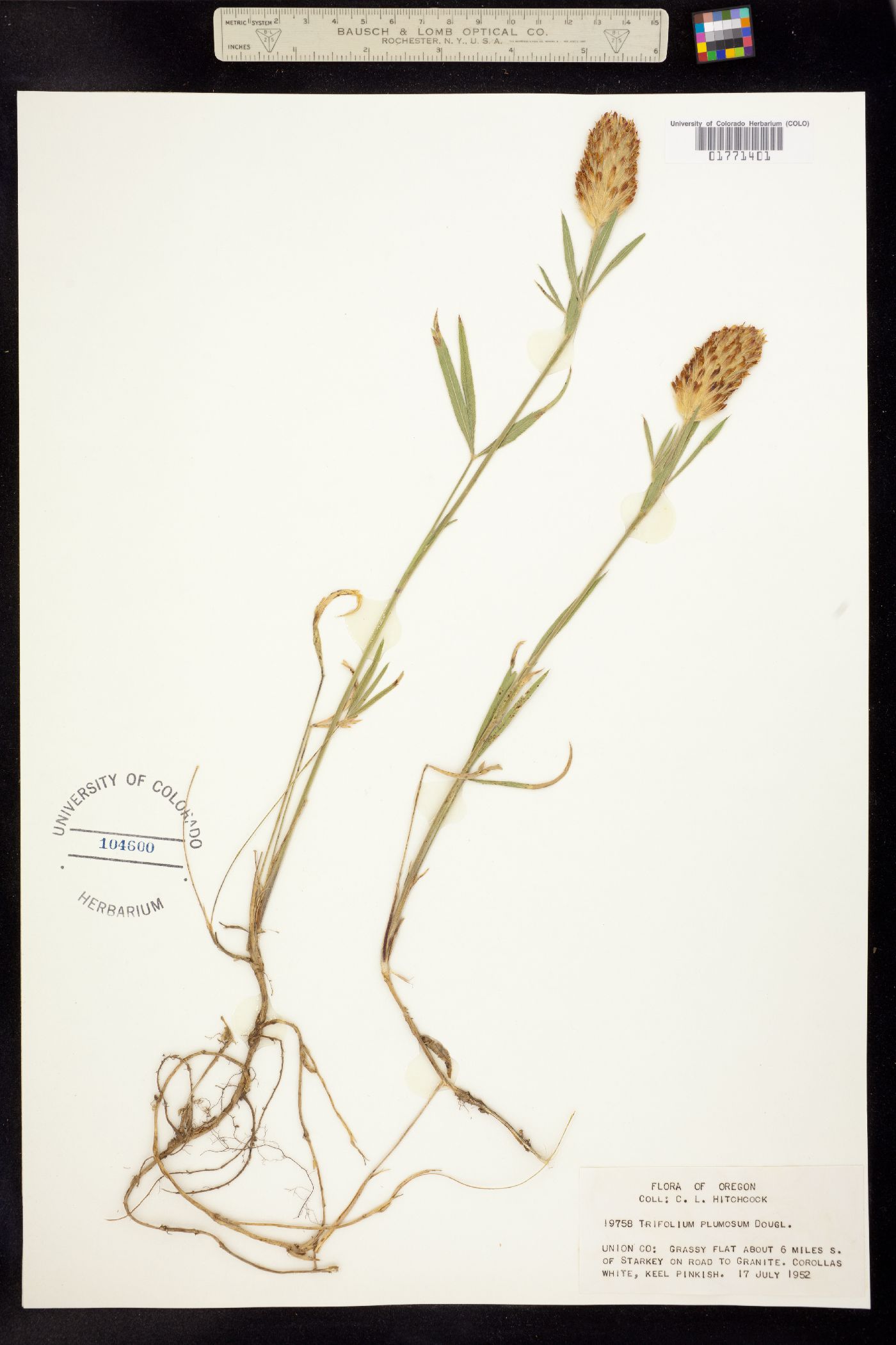 Trifolium plumosum image