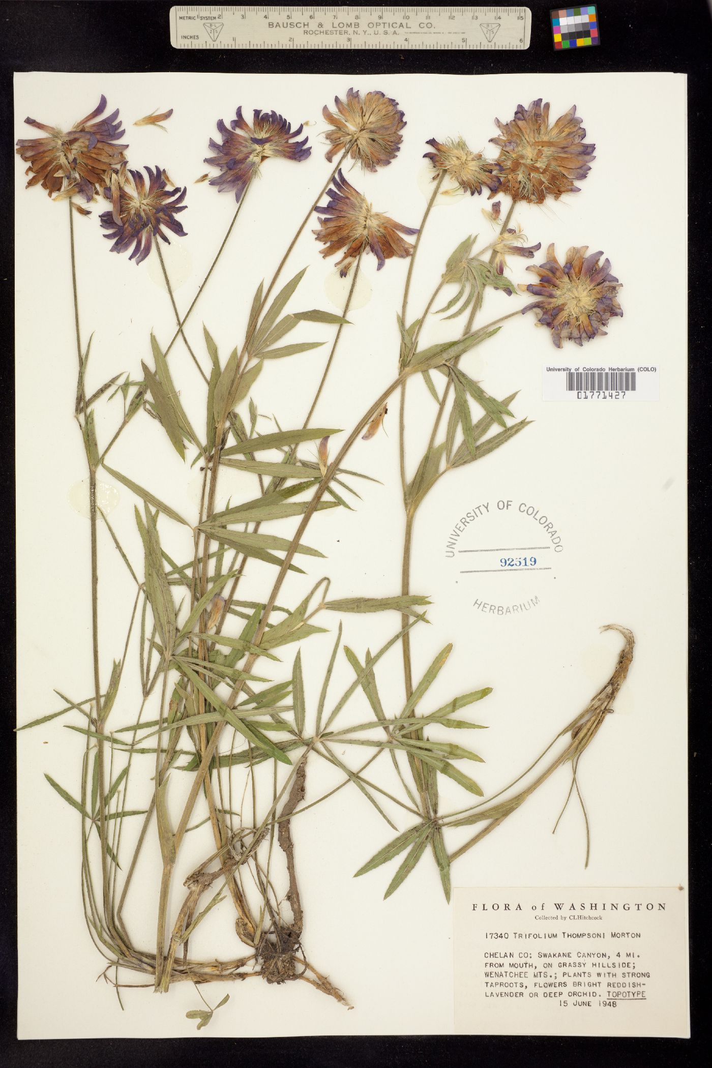 Trifolium thompsonii image