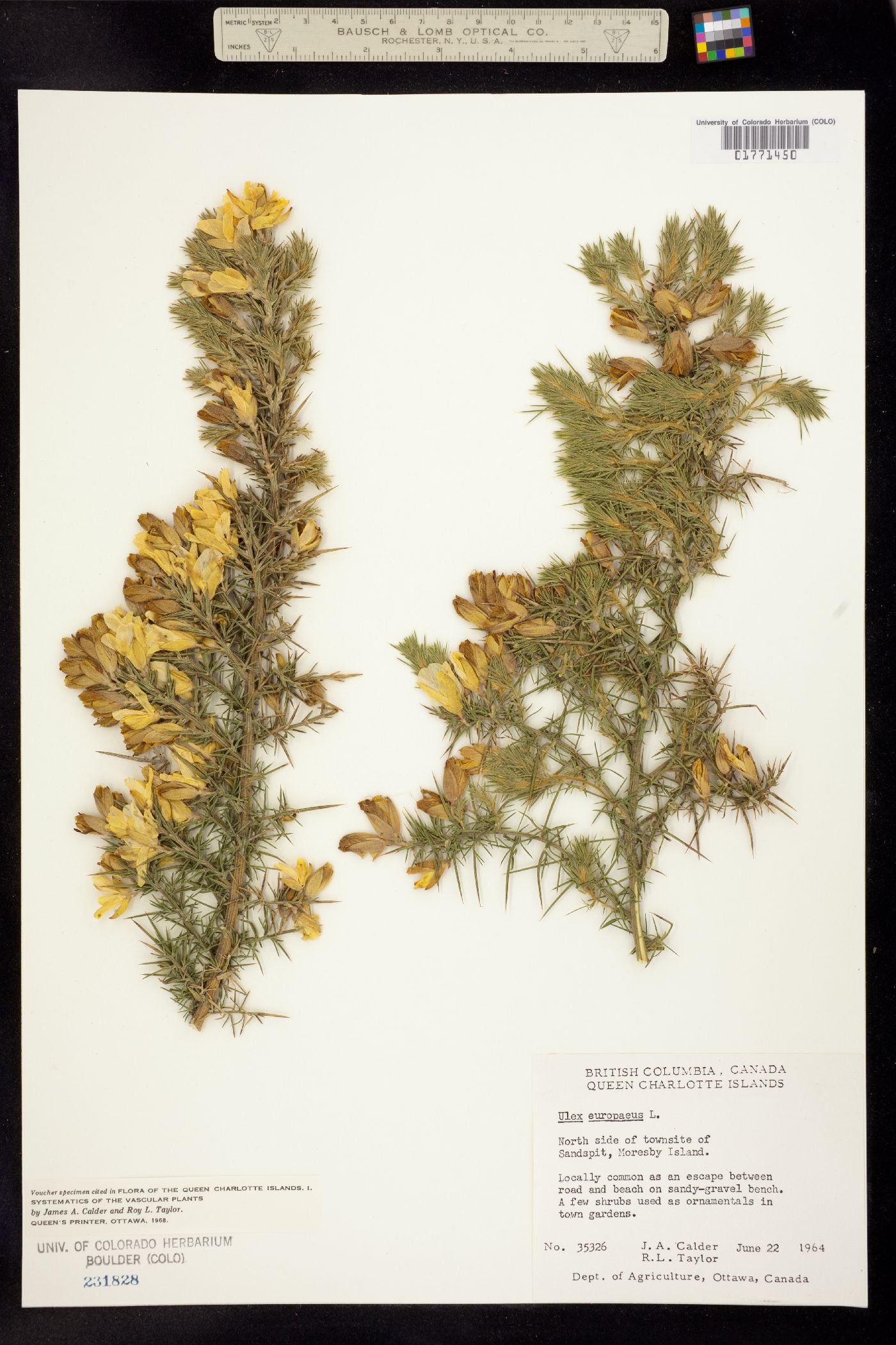 Ulex europaeus image