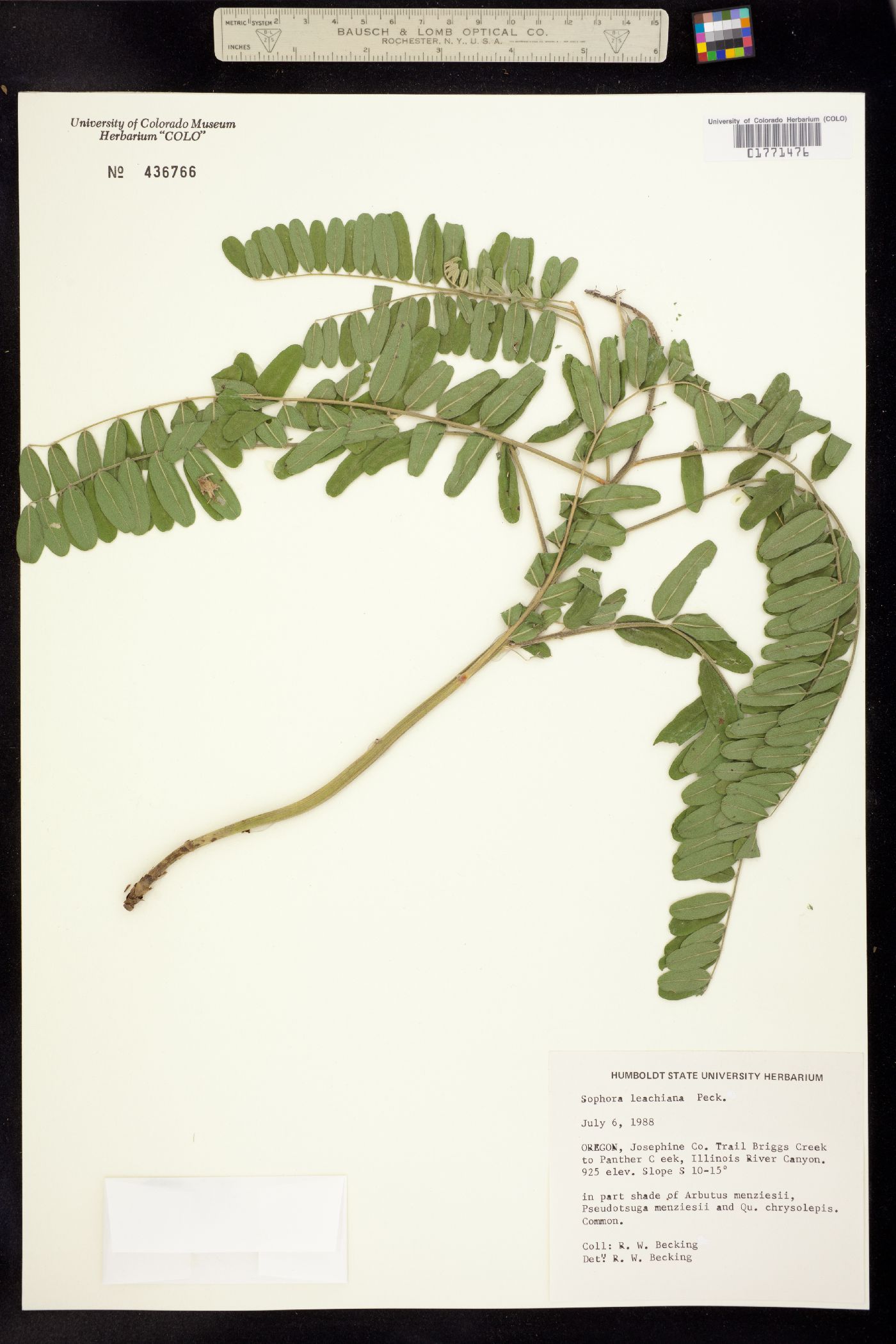 Sophora leachiana image