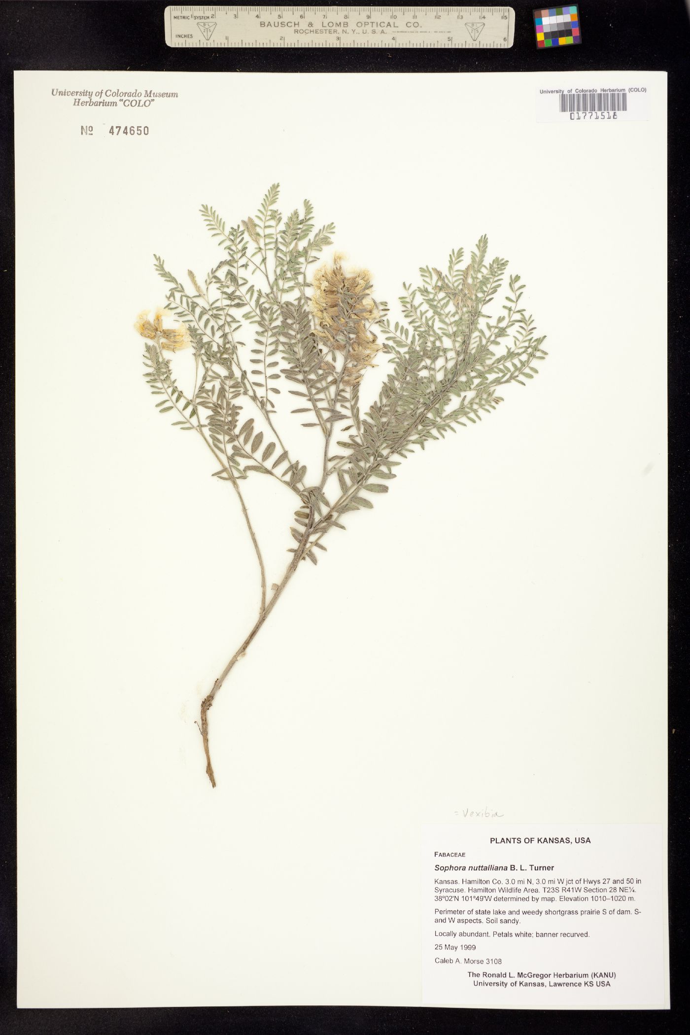 Sophora nuttalliana image