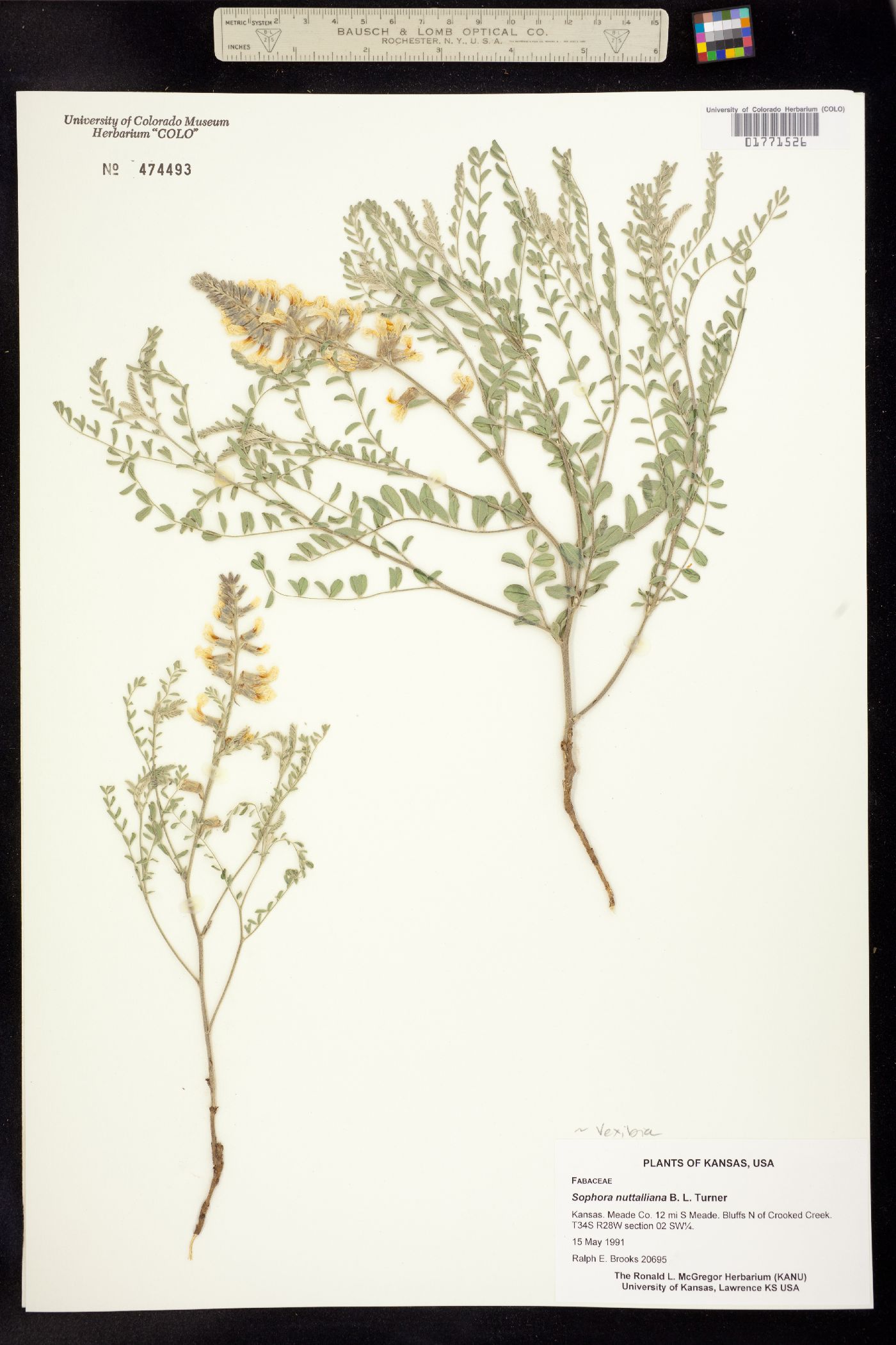 Sophora nuttalliana image