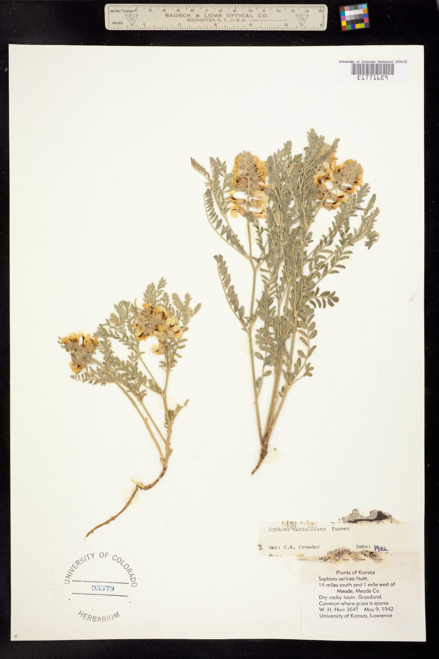 Sophora nuttalliana image