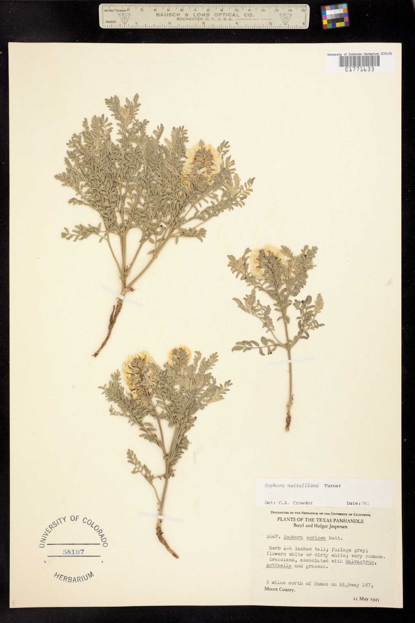 Sophora nuttalliana image