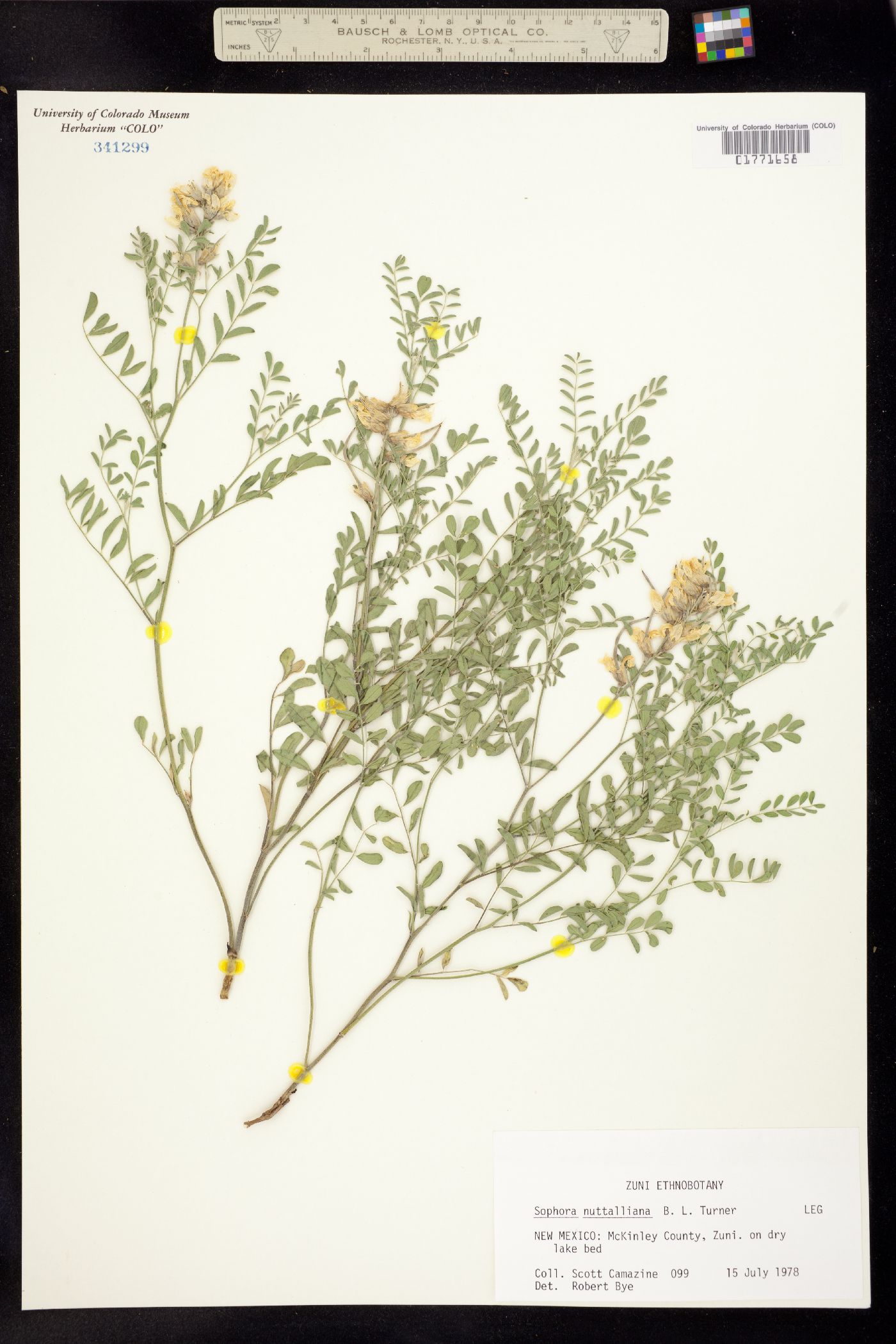 Sophora nuttalliana image