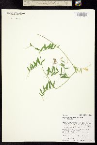 Image of Vicia americana