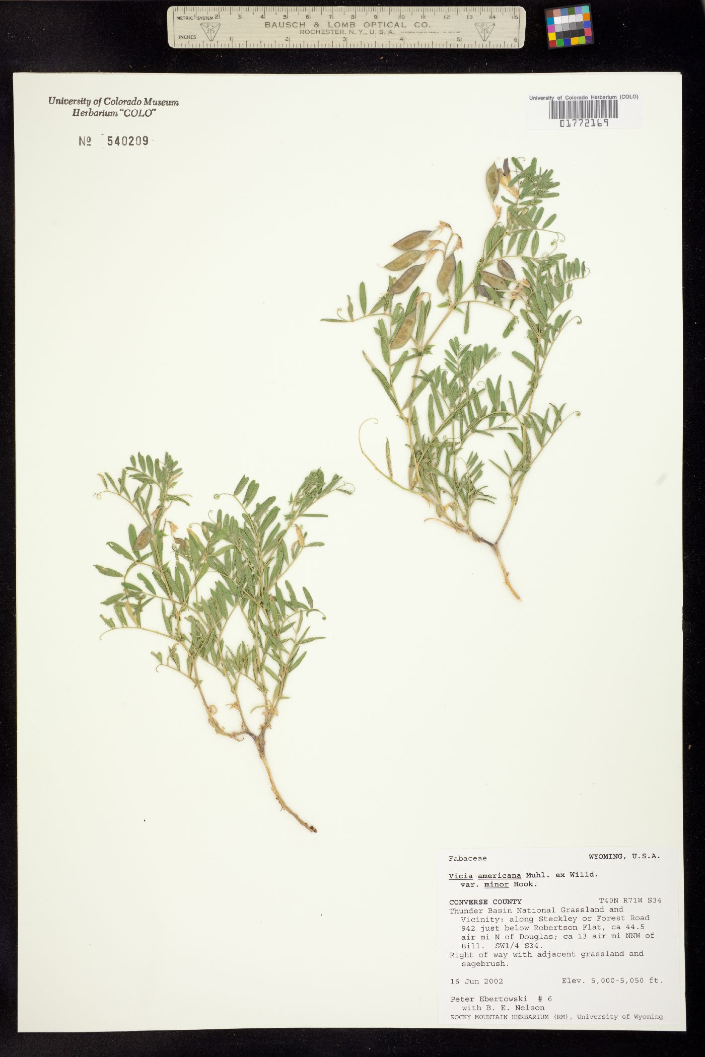 Vicia americana ssp. minor image