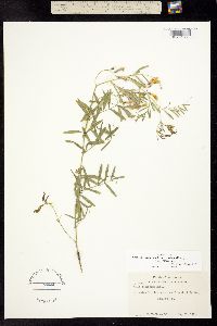 Vicia americana ssp. minor image