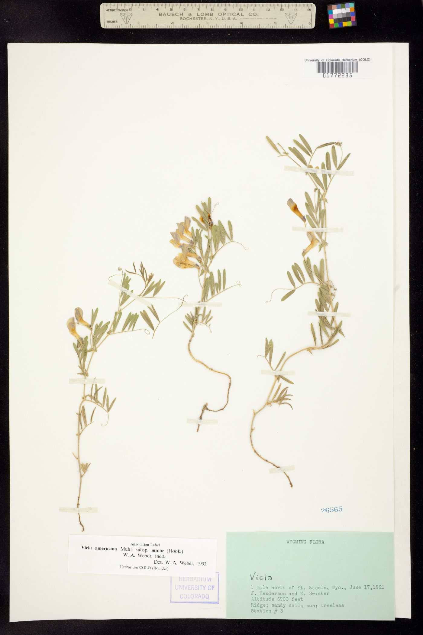 Vicia americana ssp. minor image
