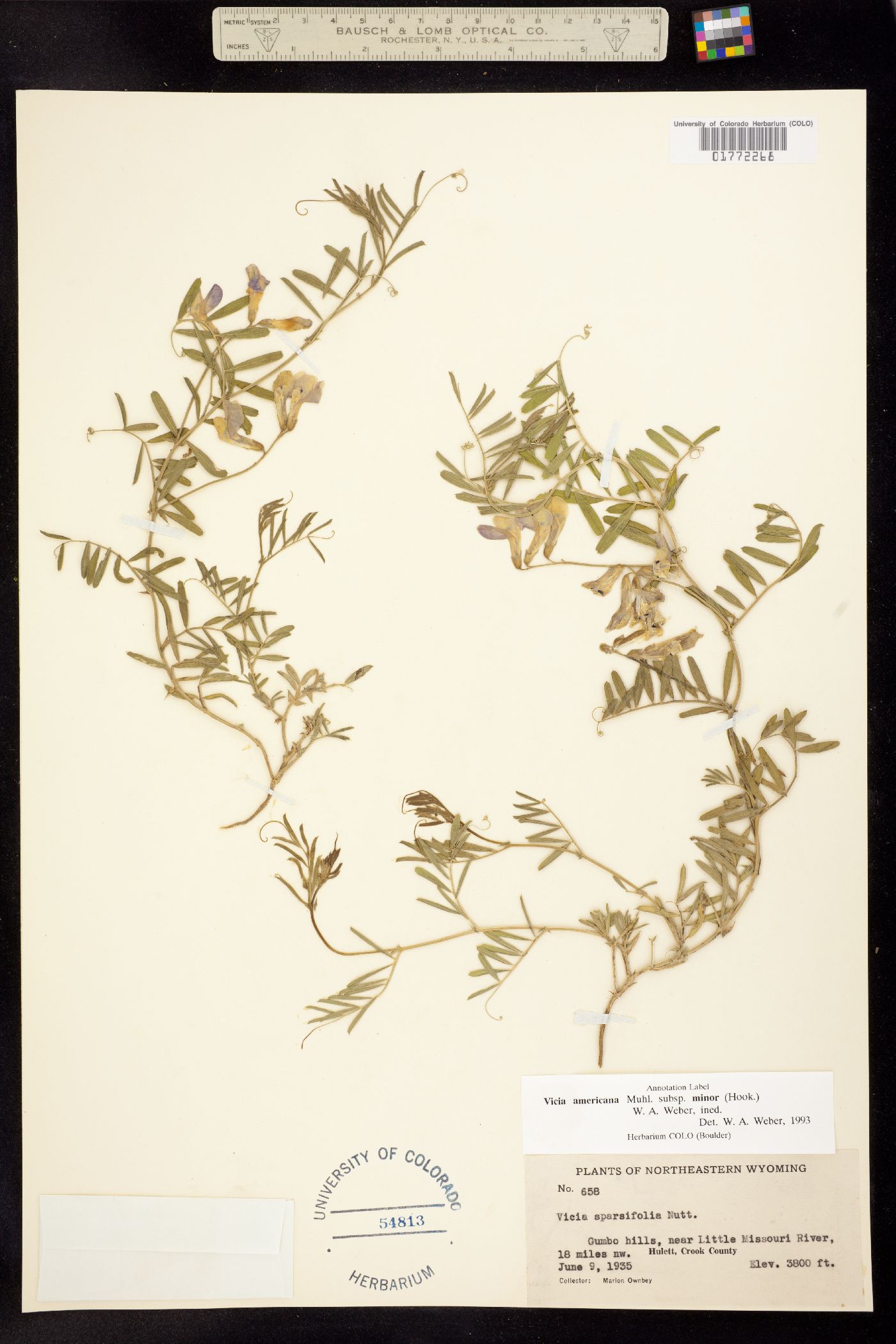 Vicia americana ssp. minor image