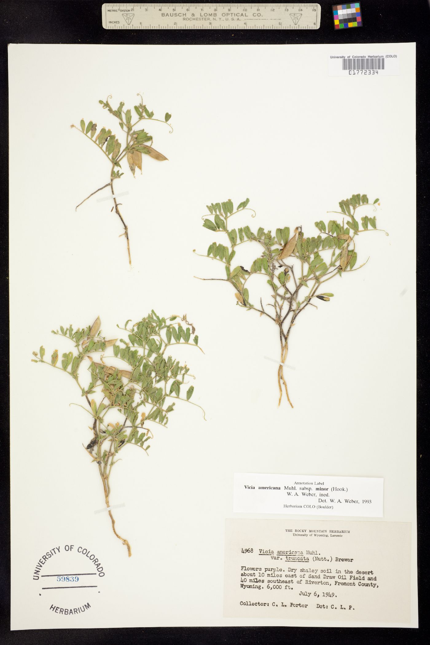 Vicia americana ssp. minor image