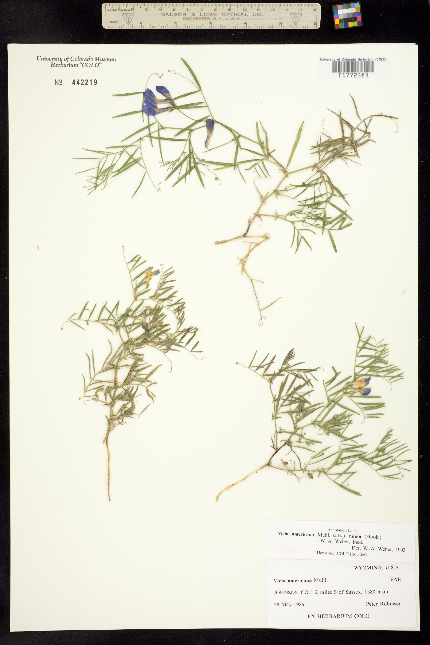 Vicia americana ssp. minor image