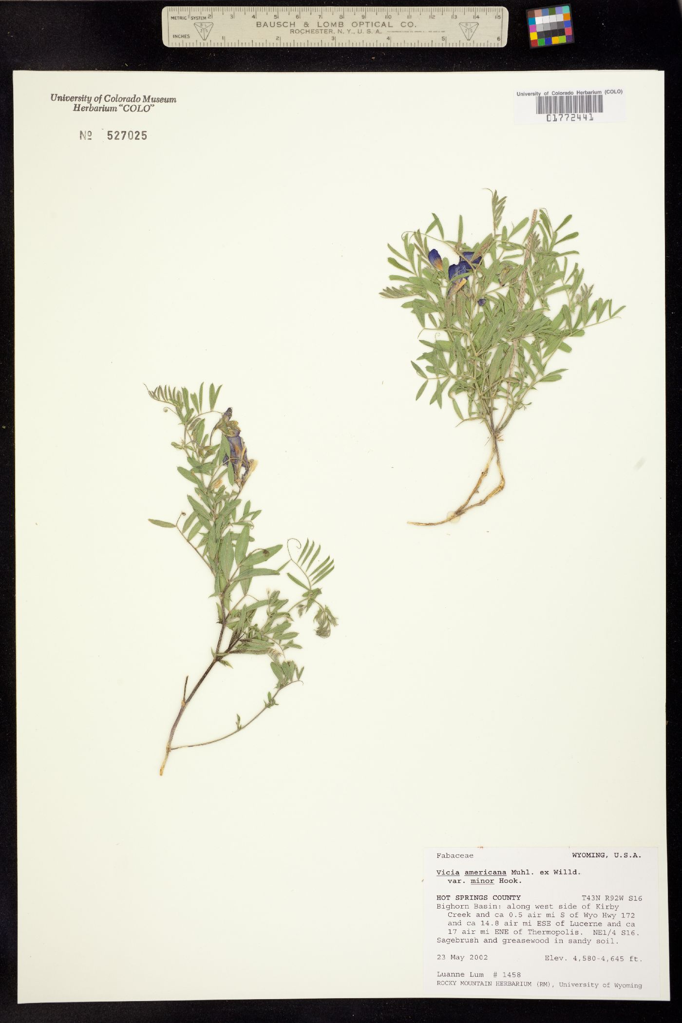 Vicia americana ssp. minor image