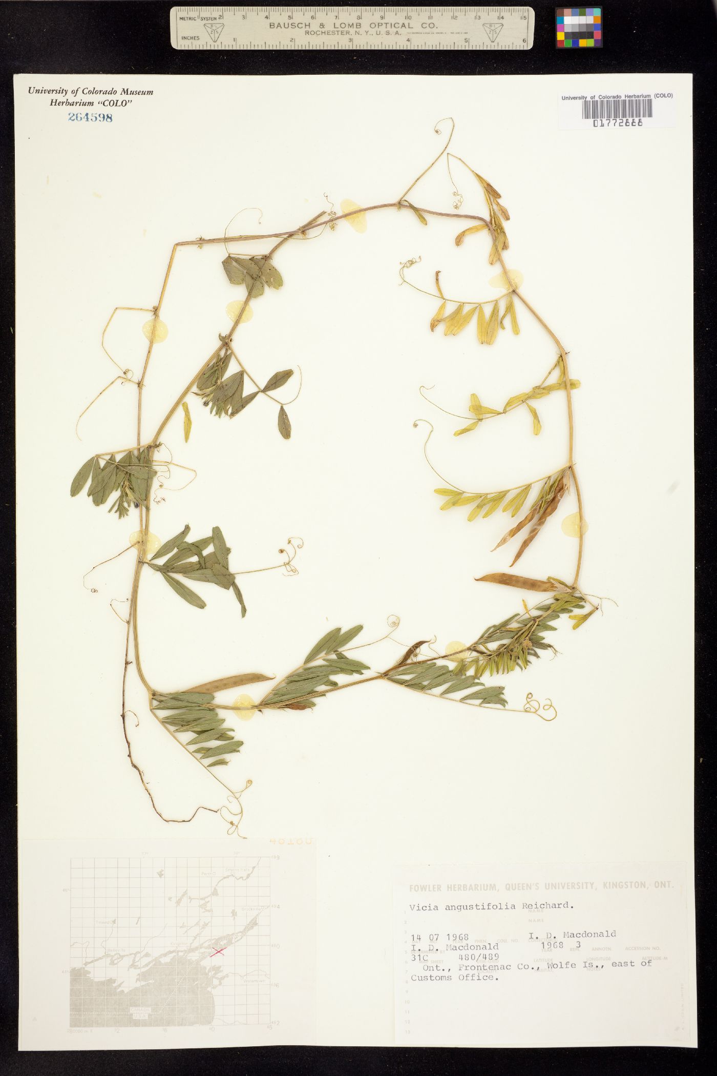 Vicia sativa ssp. nigra image