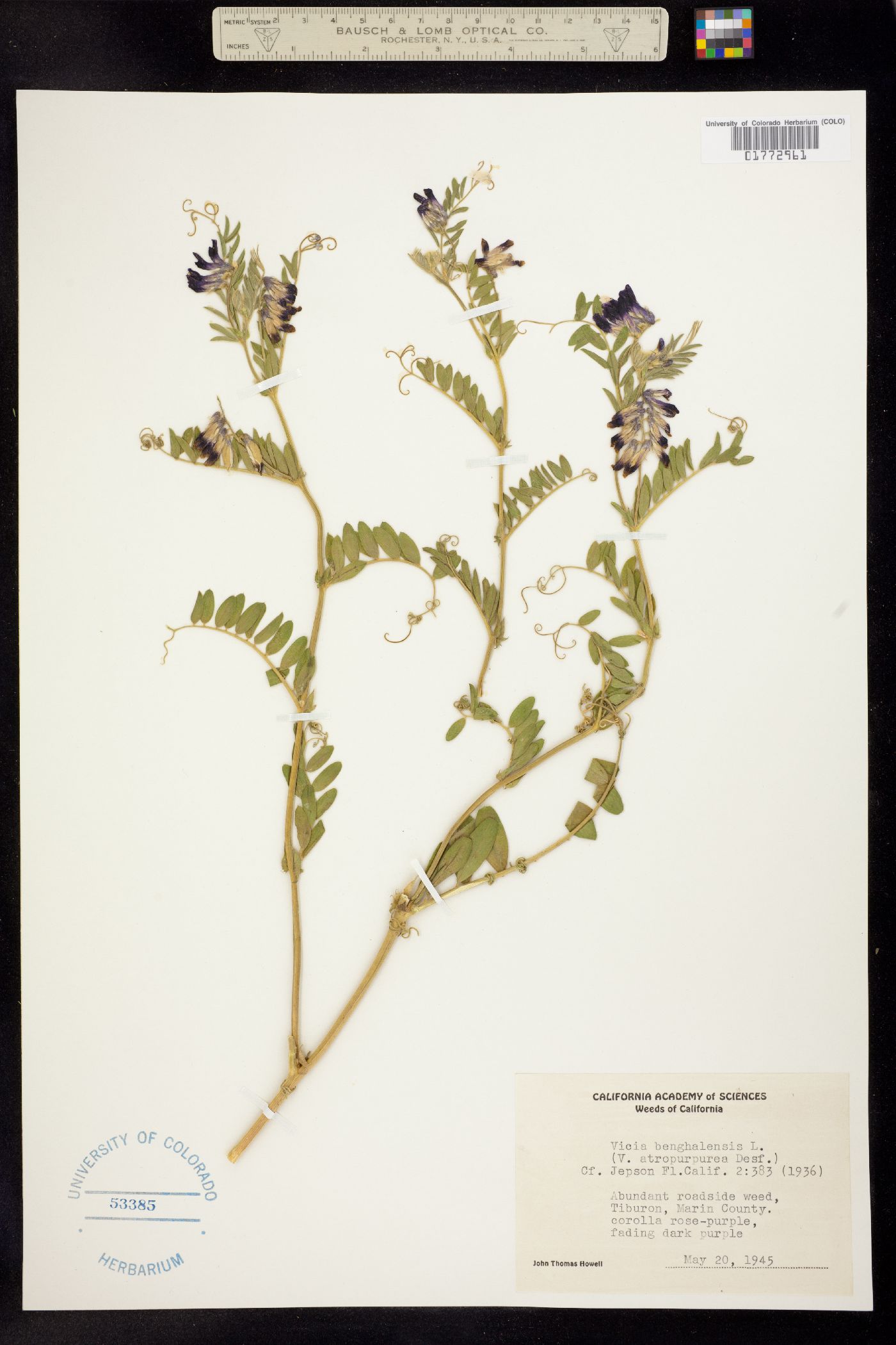 Vicia benghalensis image