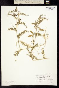 Vicia benghalensis image