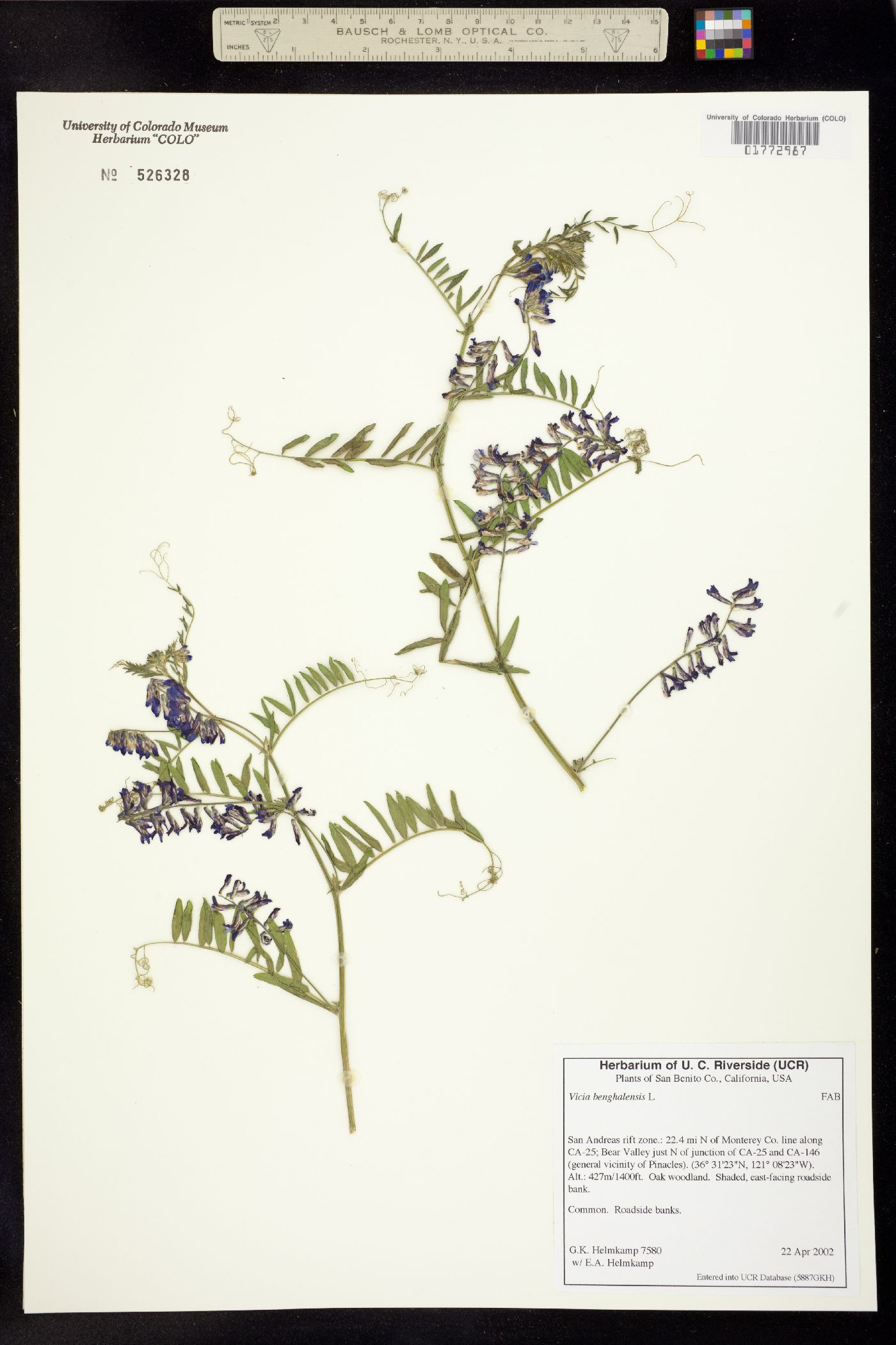 Vicia benghalensis image