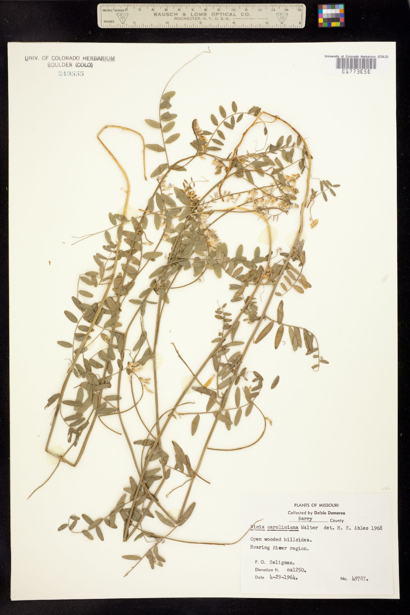 Vicia caroliniana image