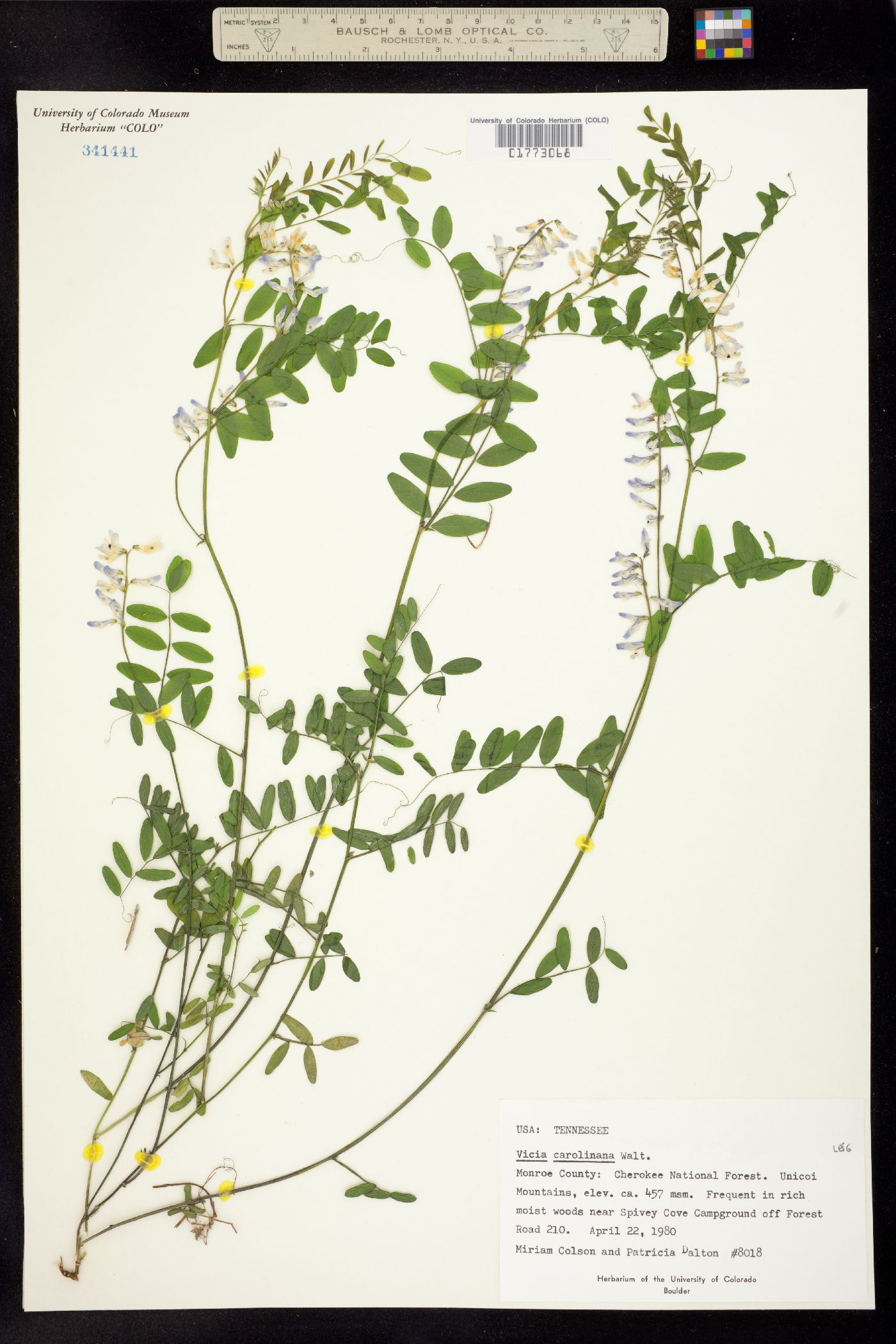 Vicia caroliniana image