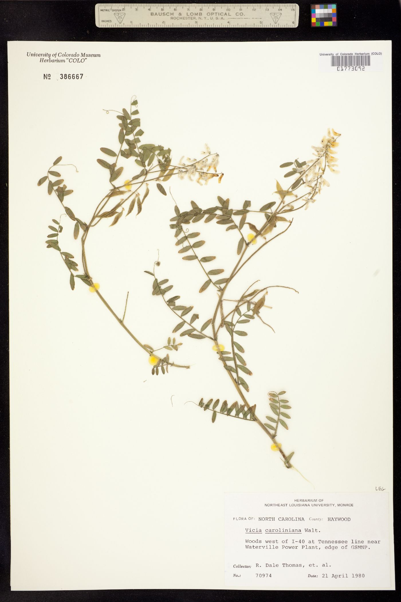 Vicia caroliniana image