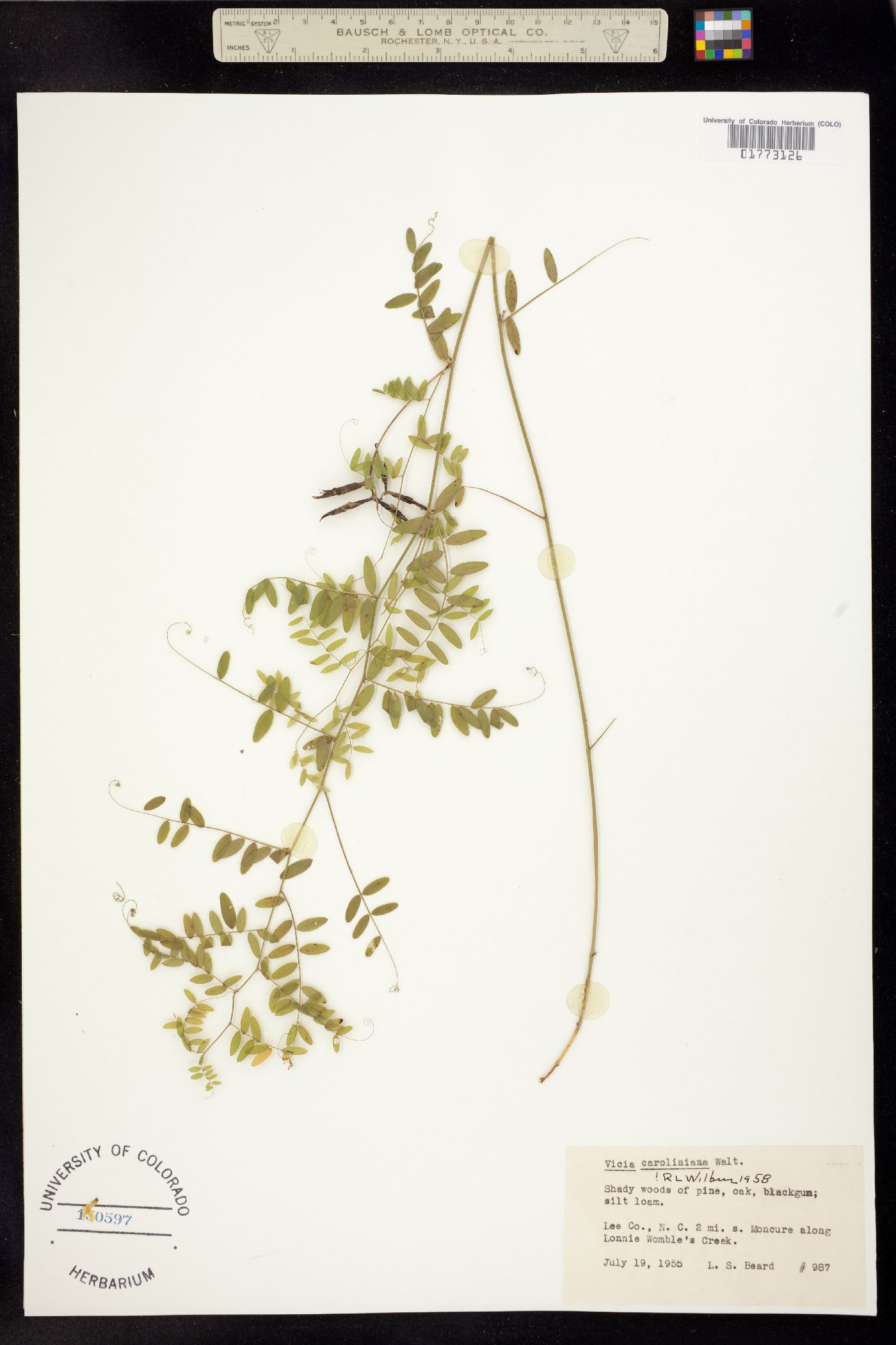 Vicia caroliniana image