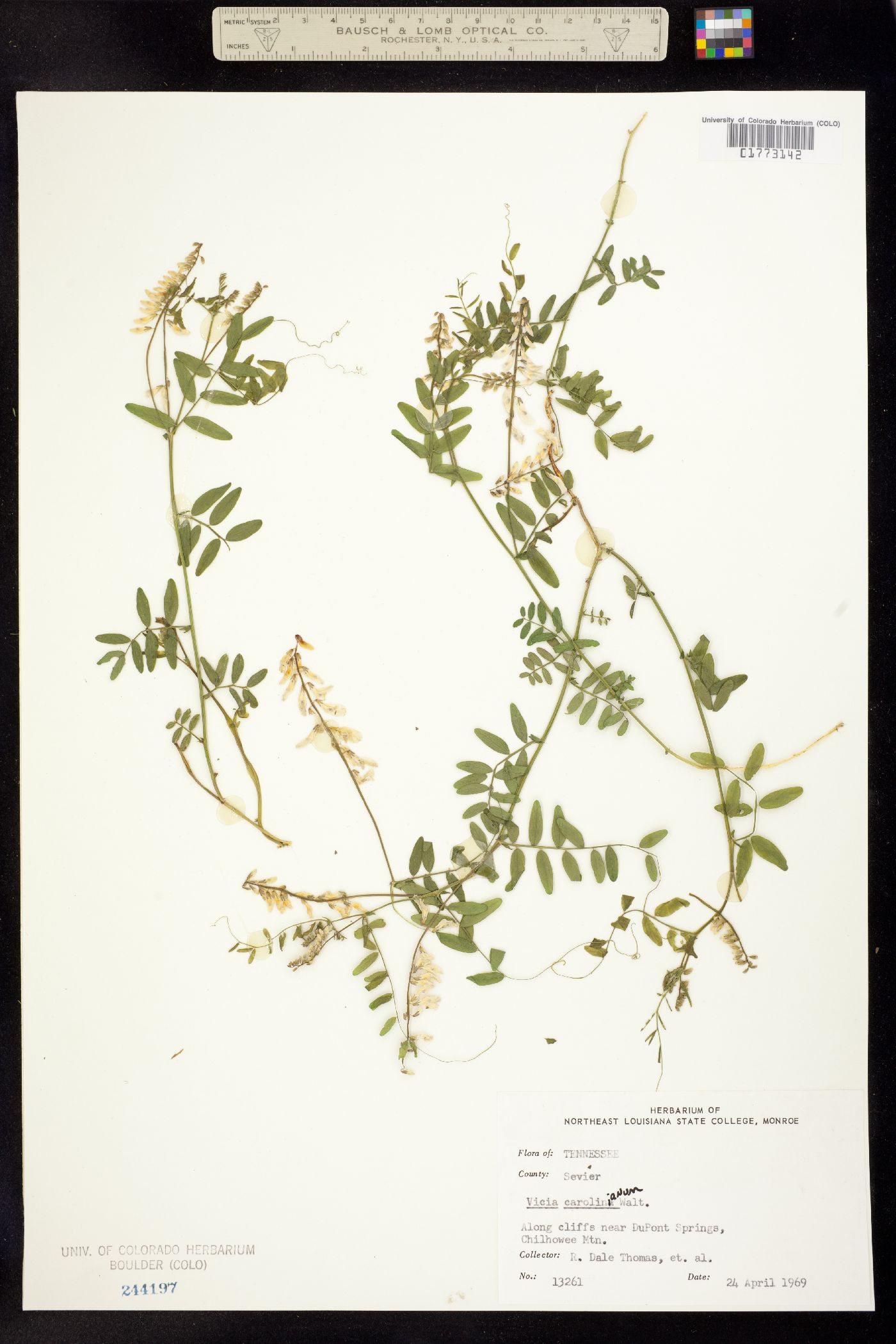 Vicia caroliniana image