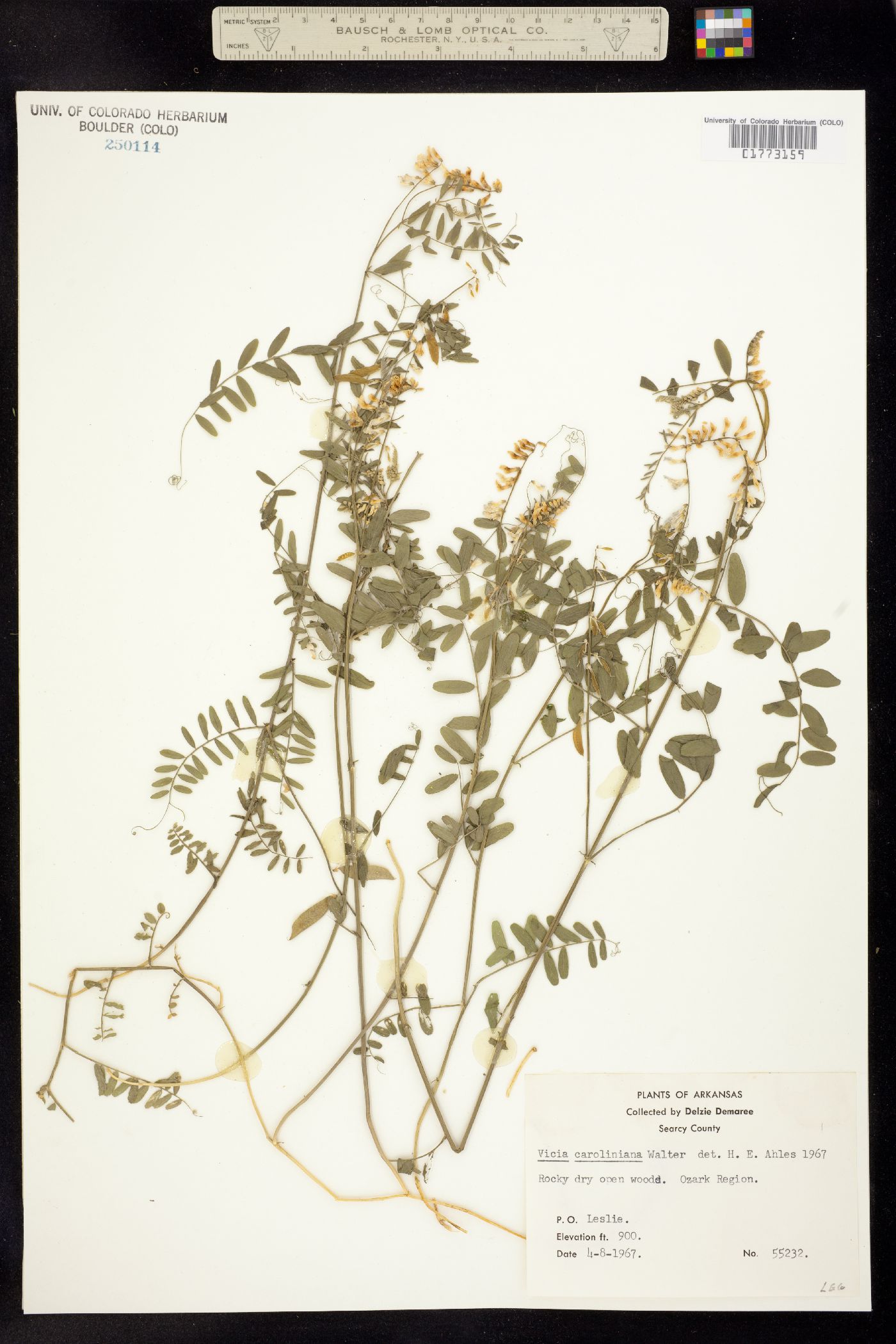 Vicia caroliniana image