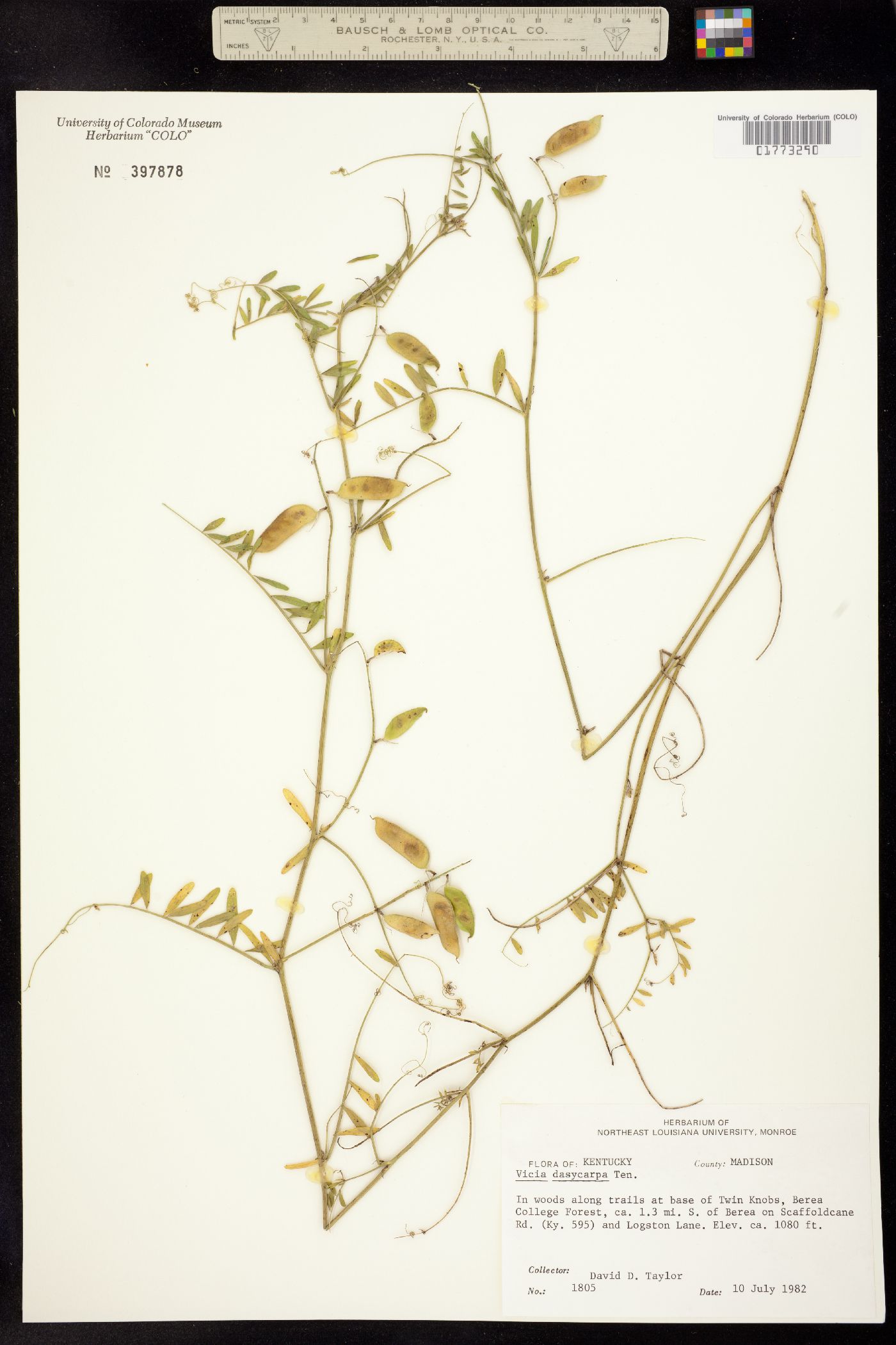 Vicia villosa image