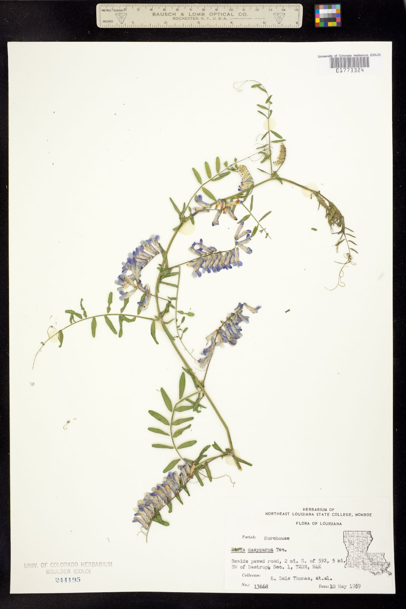 Vicia villosa var. glabrescens image