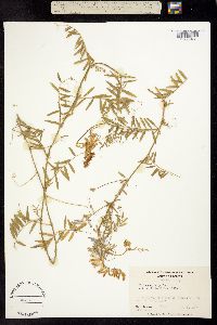 Vicia villosa var. glabrescens image