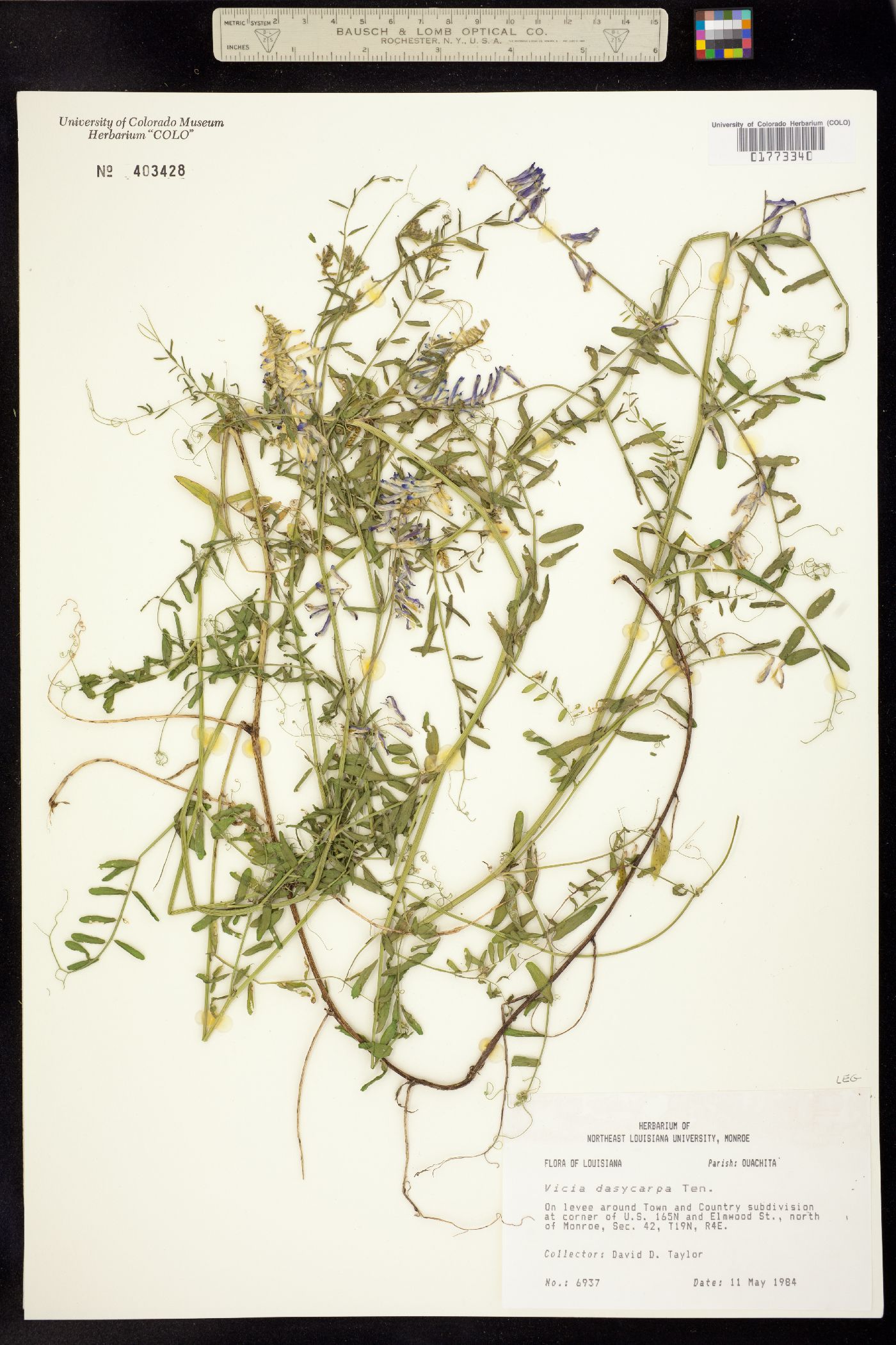 Vicia villosa image