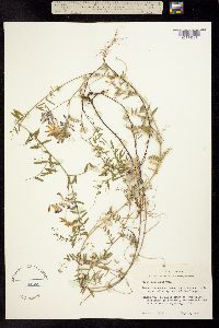 Vicia villosa var. glabrescens image