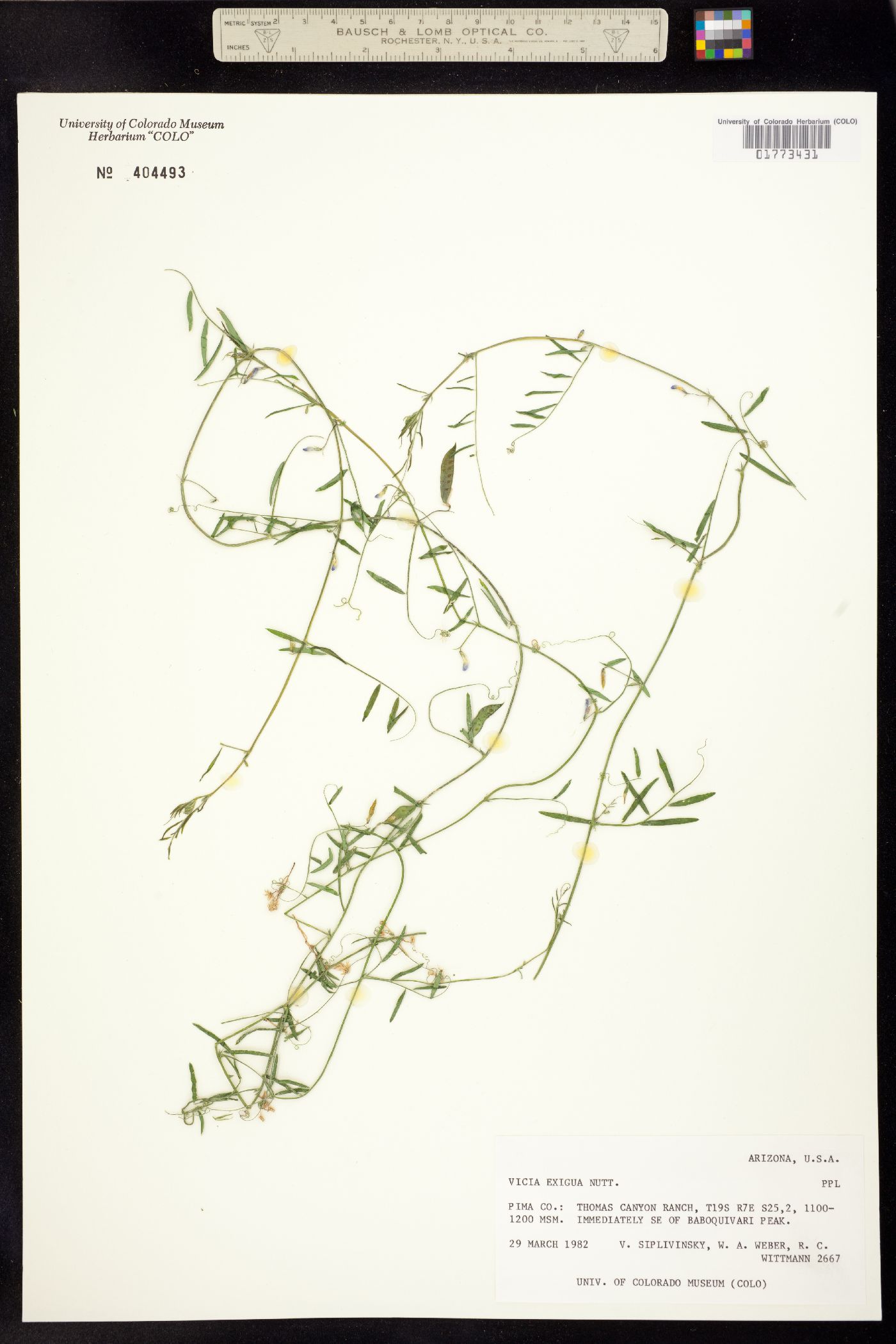 Vicia ludoviciana var. ludoviciana image