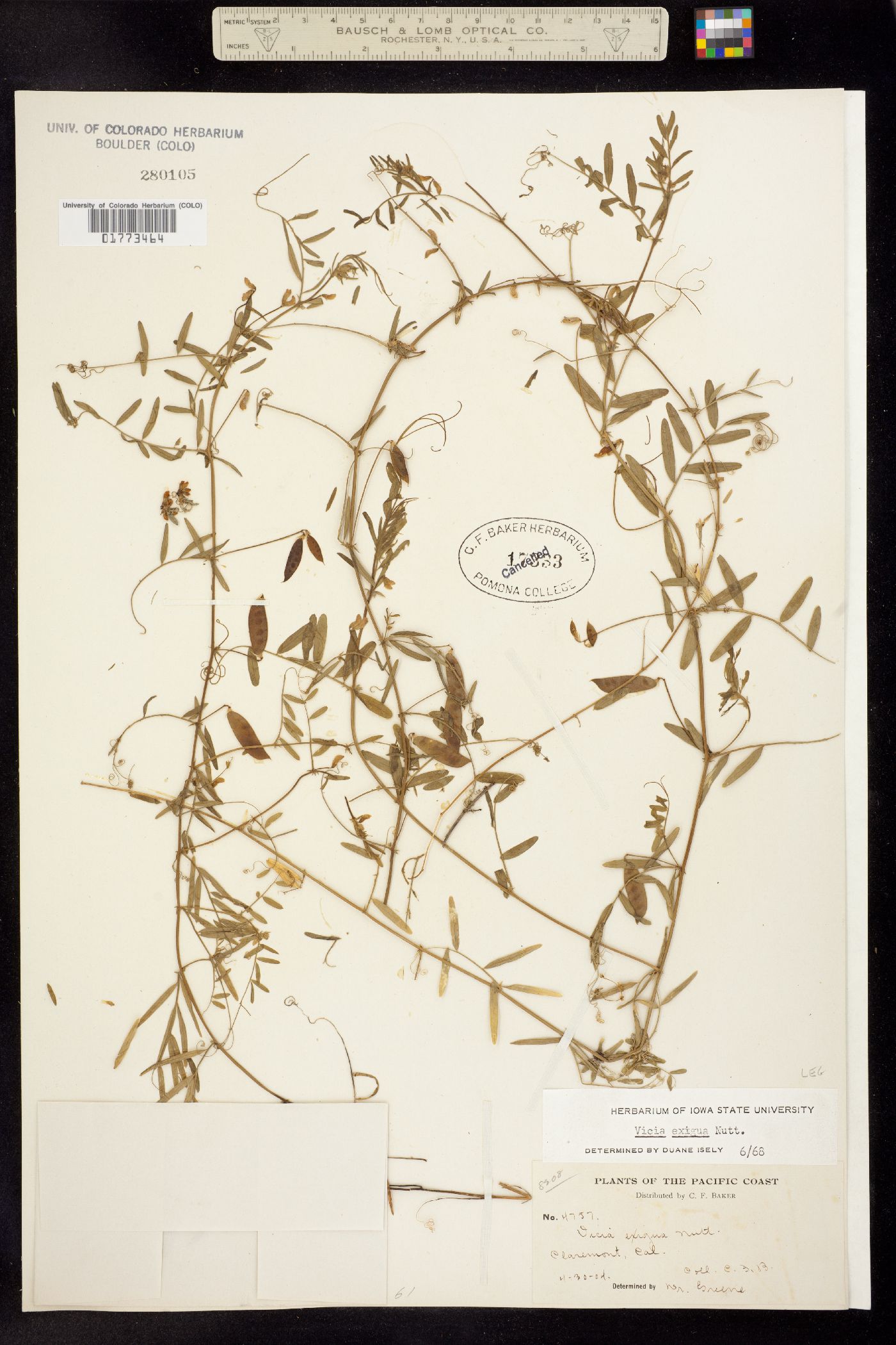 Vicia ludoviciana var. ludoviciana image