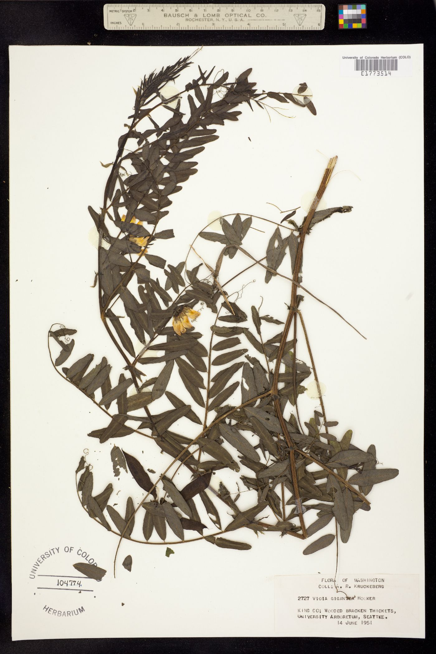 Vicia nigricans var. gigantea image