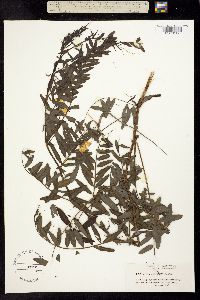 Vicia nigricans var. gigantea image