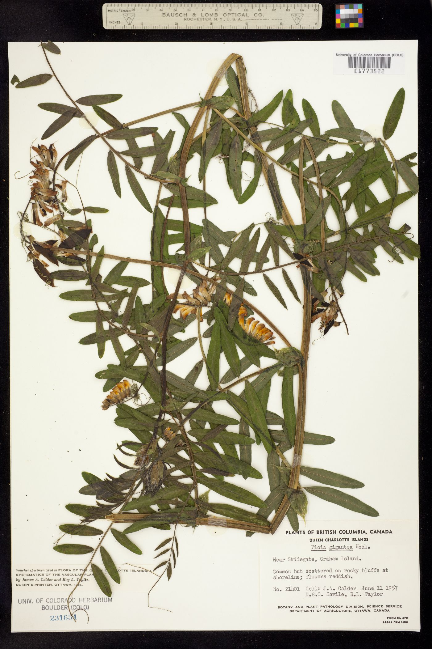 Vicia nigricans var. gigantea image