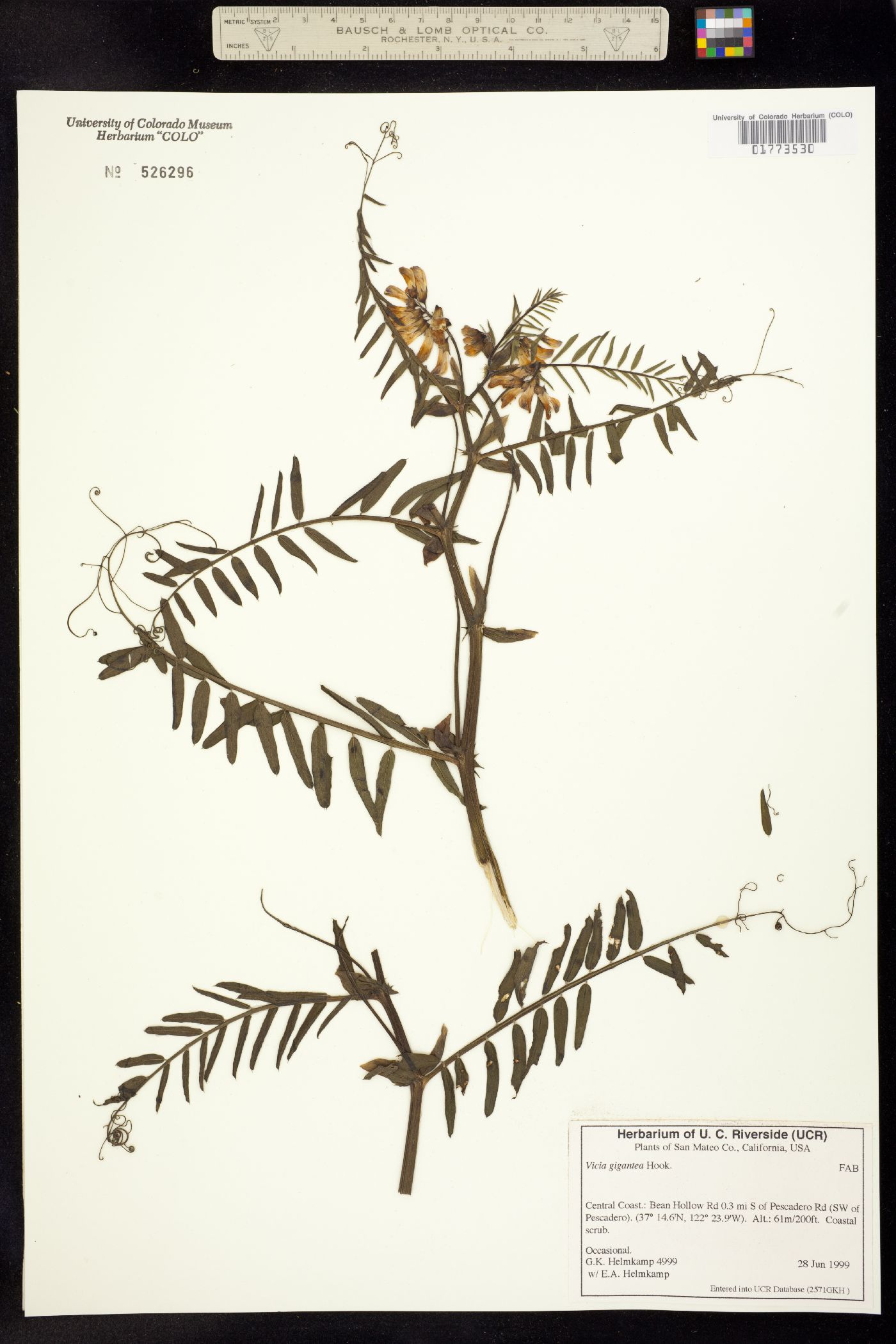 Vicia nigricans var. gigantea image