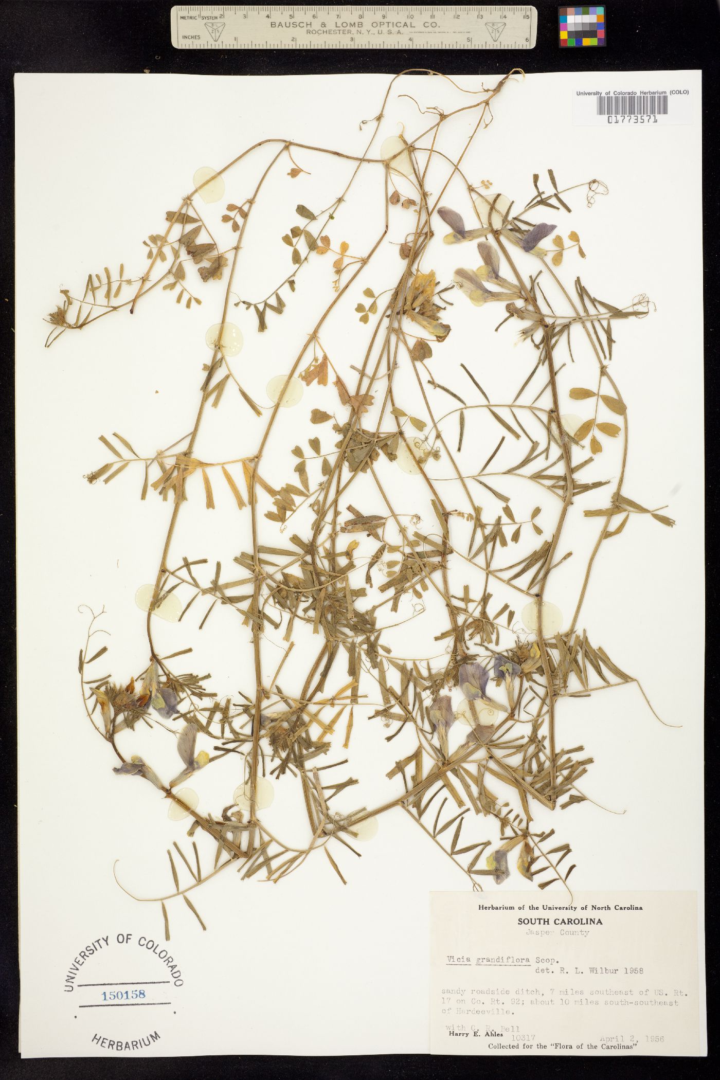 Vicia grandiflora image
