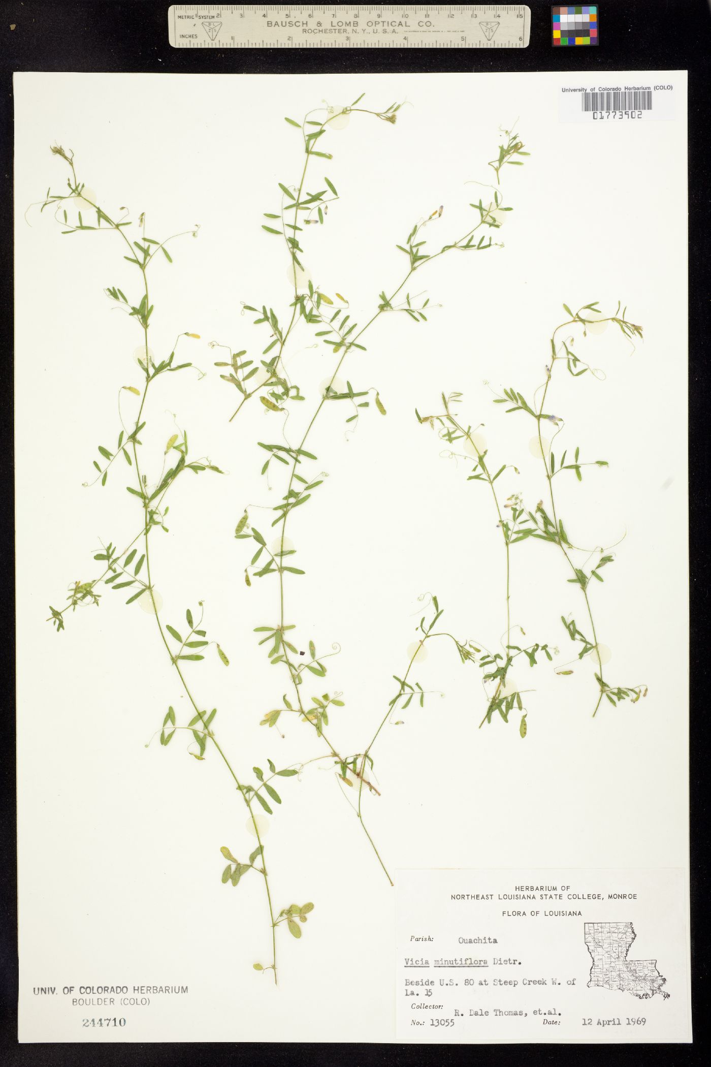 Vicia minutiflora image