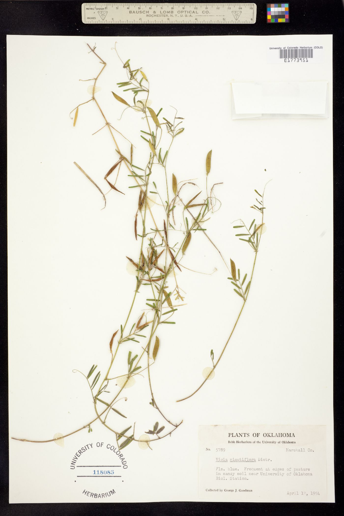 Vicia minutiflora image