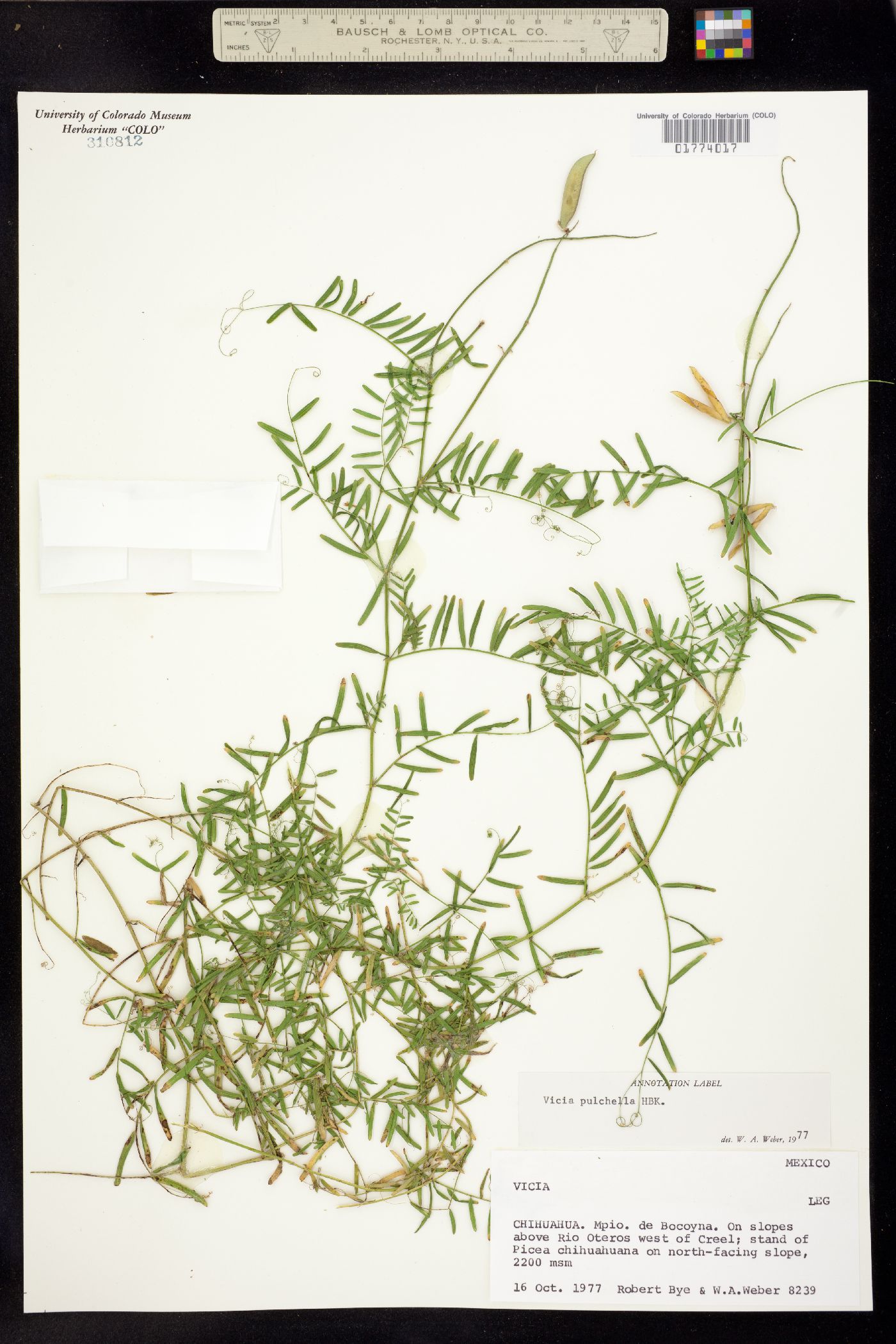 Vicia pulchella image