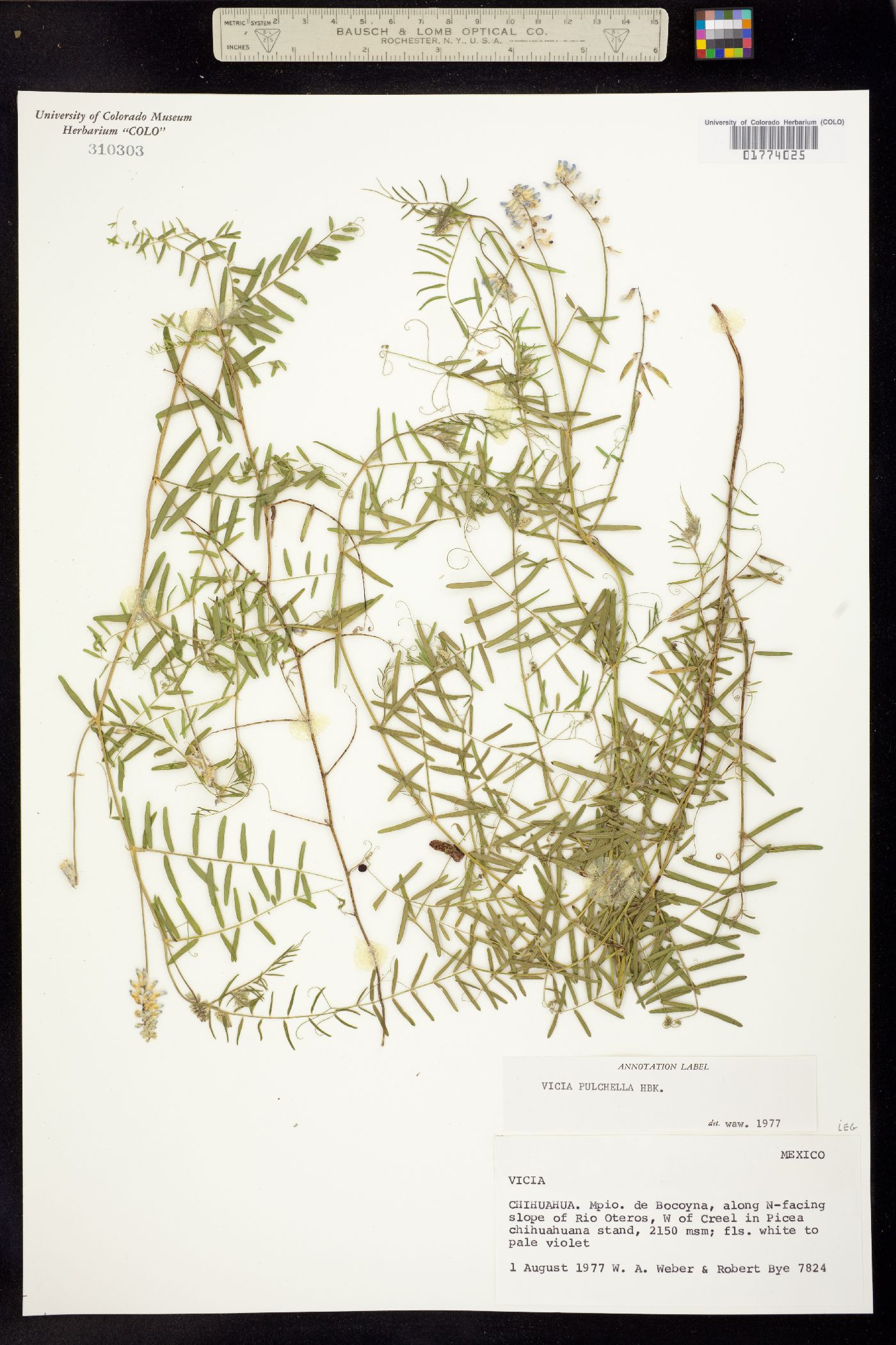 Vicia pulchella image